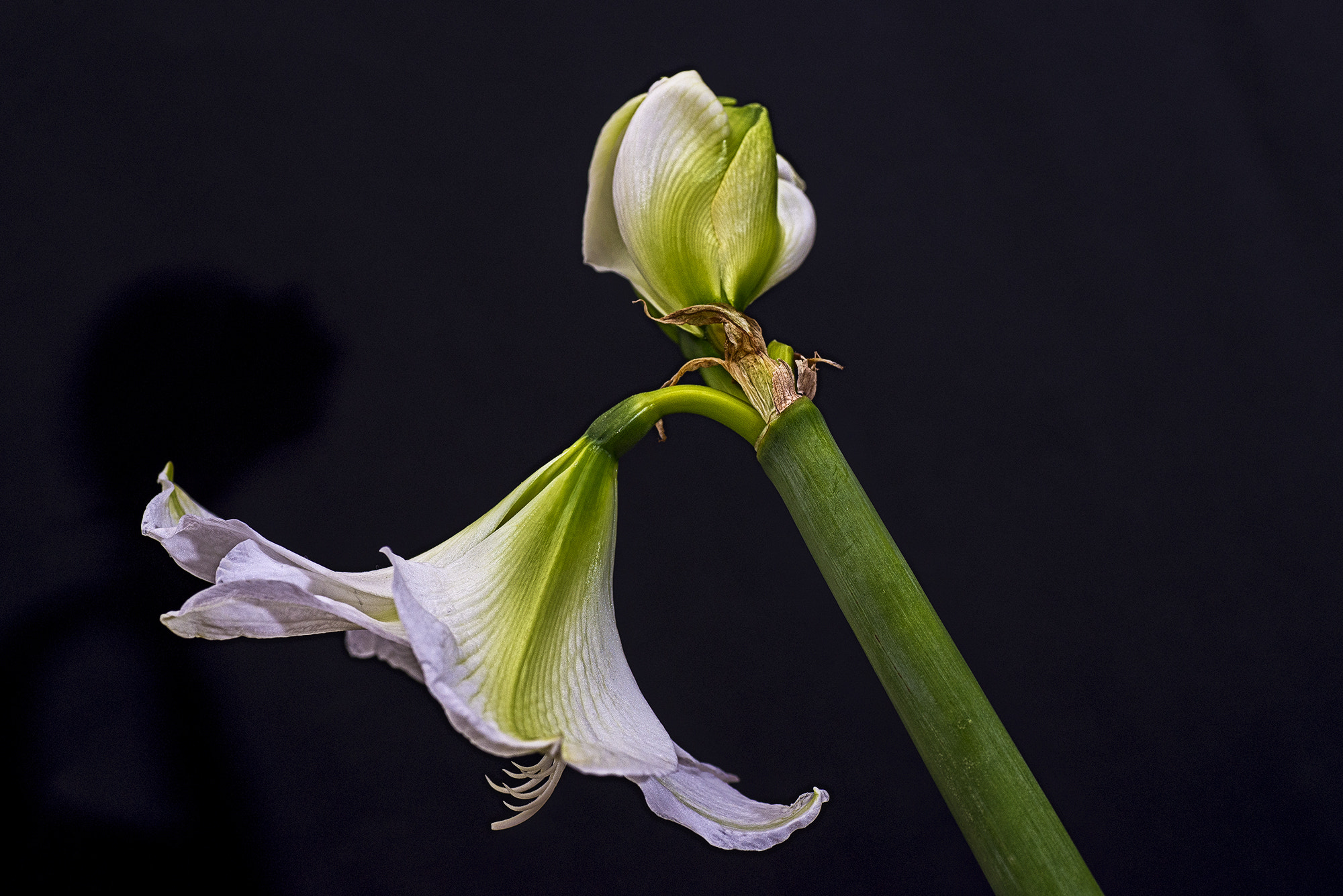 Nikon D600 sample photo. Still life photography