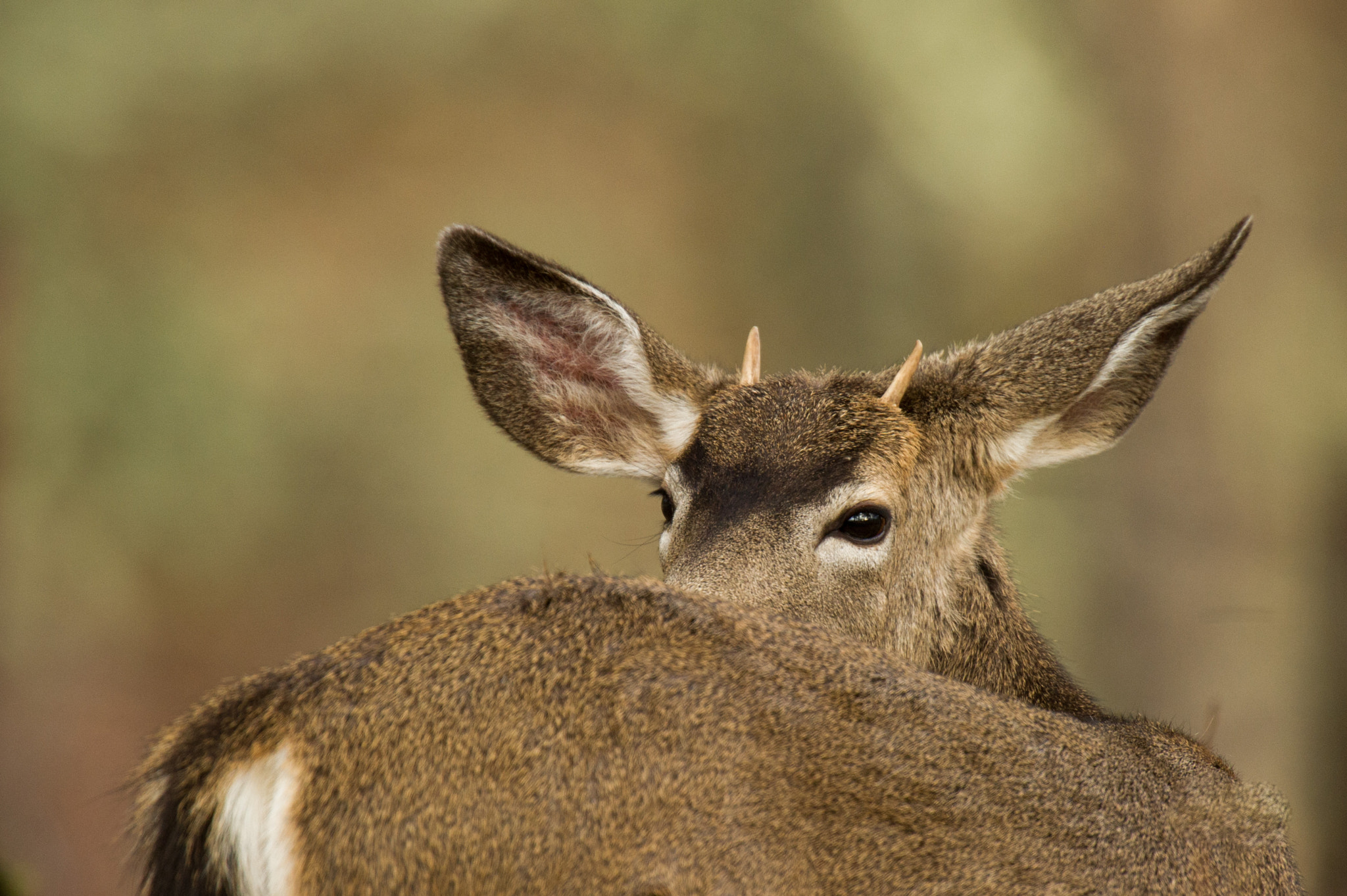 Nikon AF-S Nikkor 400mm F2.8G ED VR II sample photo. Yearling mule deer photography