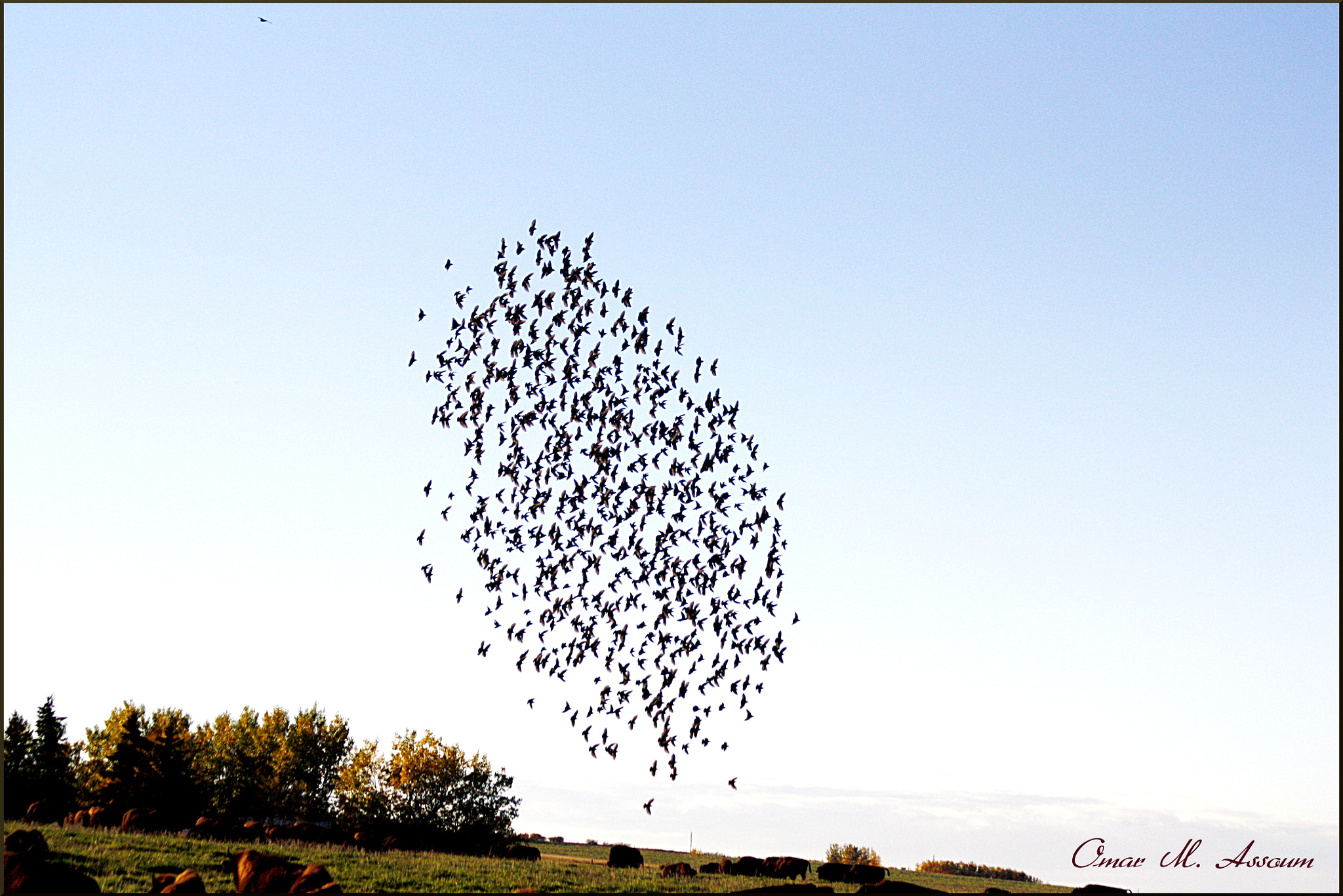Canon EF 75-300mm F4.0-5.6 IS USM sample photo. Starling formation photography