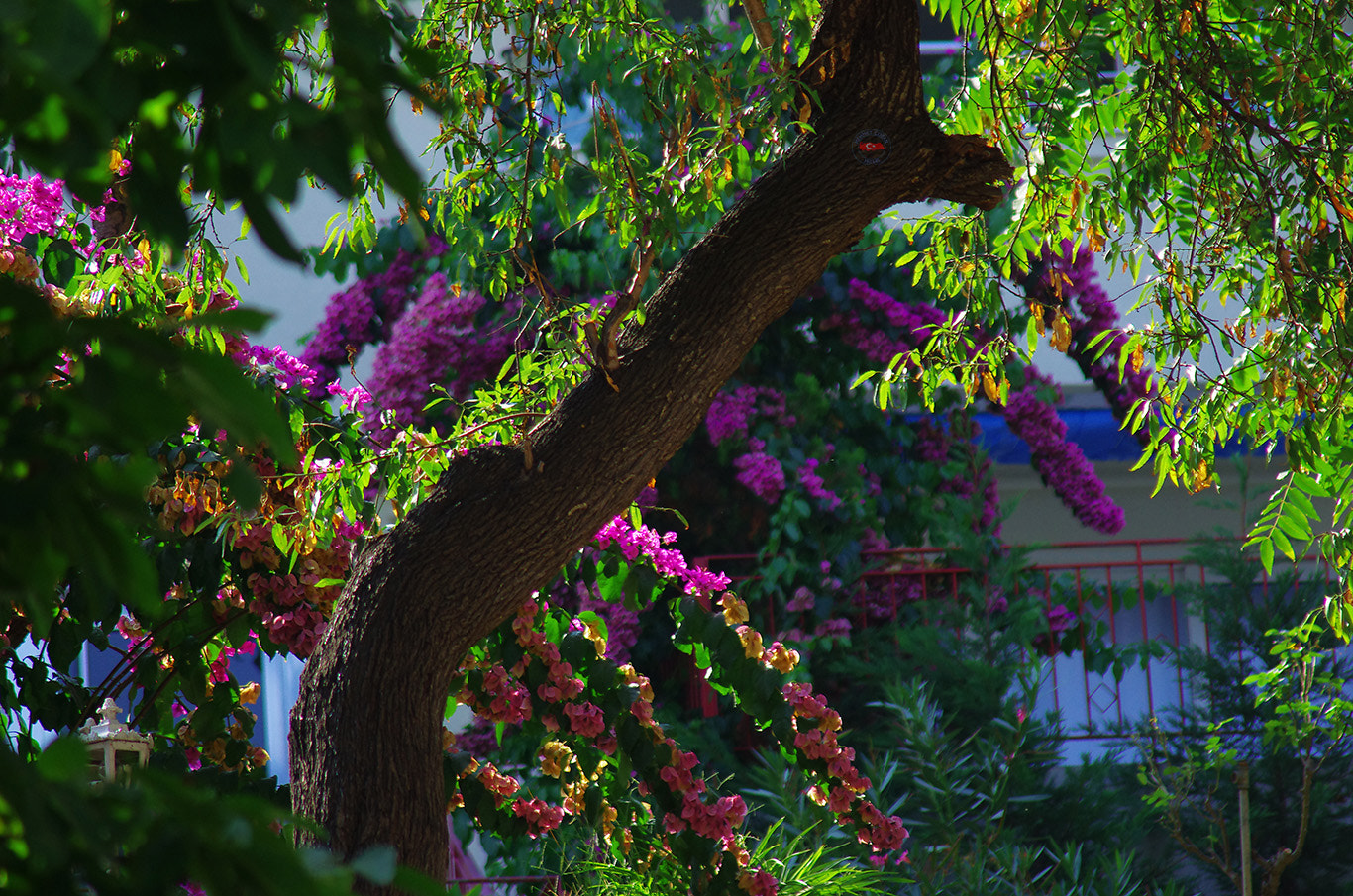 Pentax K-5 + smc PENTAX-FA 100-300mm F4.7-5.8 sample photo. Nice garden photography