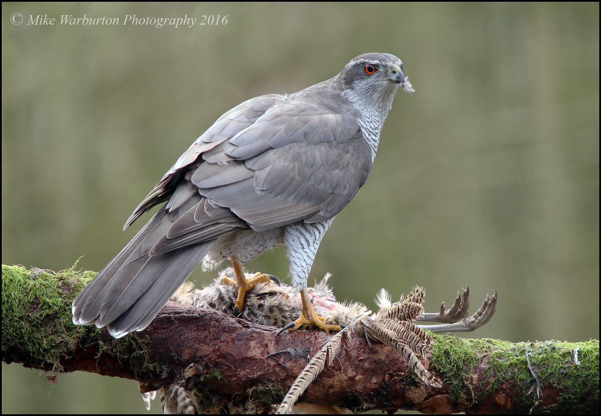 Sigma 50-500mm f/4-6.3 APO HSM EX sample photo. Northern goshawk (male) photography