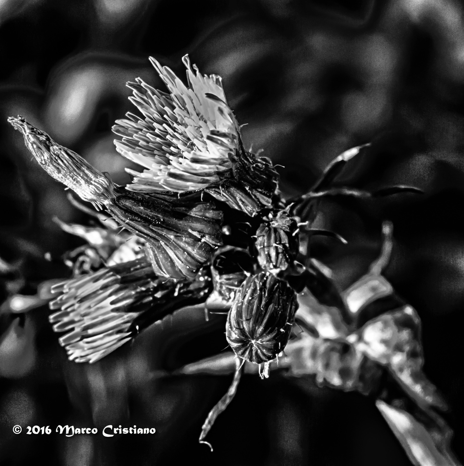 AF Zoom-Nikkor 28-70mm f/3.5-4.5 sample photo. Fiori d'inverno... photography