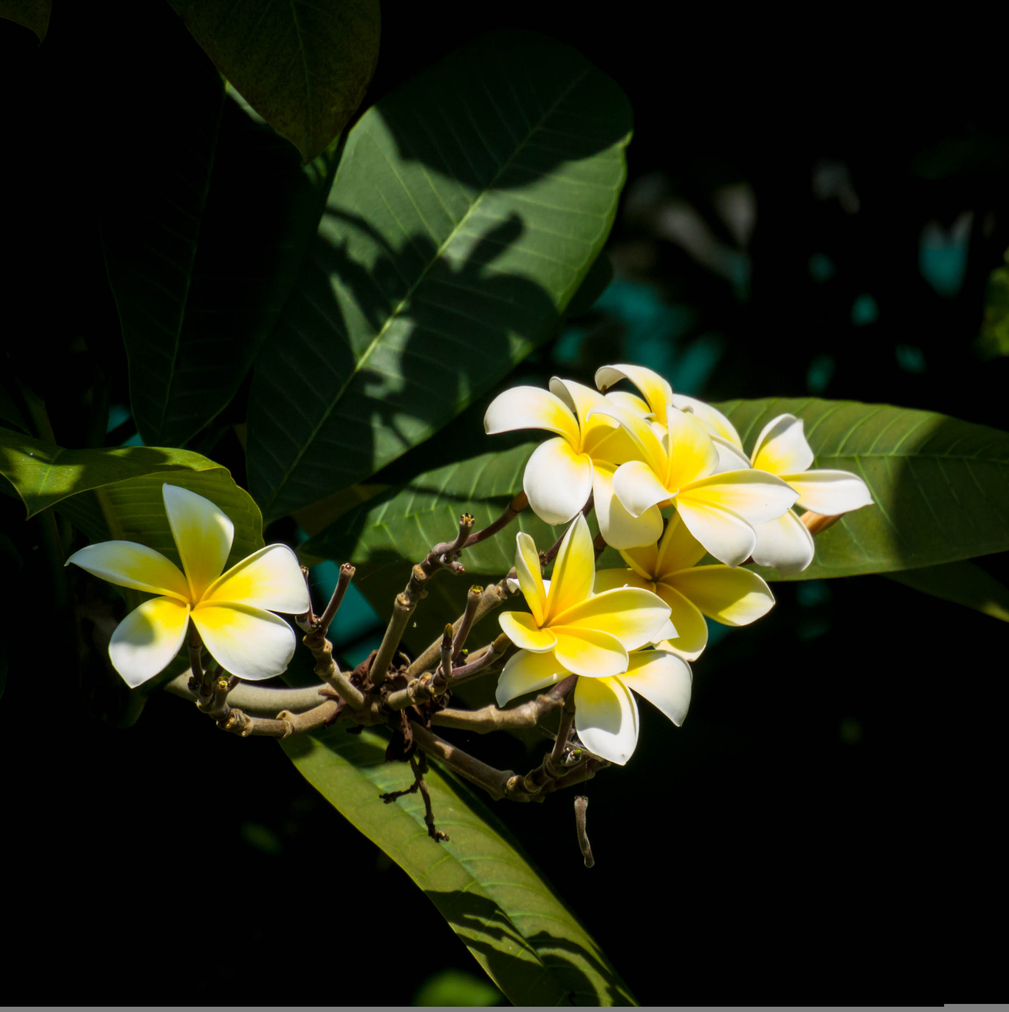 Nikon 1 Nikkor VR 30-110mm F3.8-5.6 sample photo. 23748979913.jpg photography