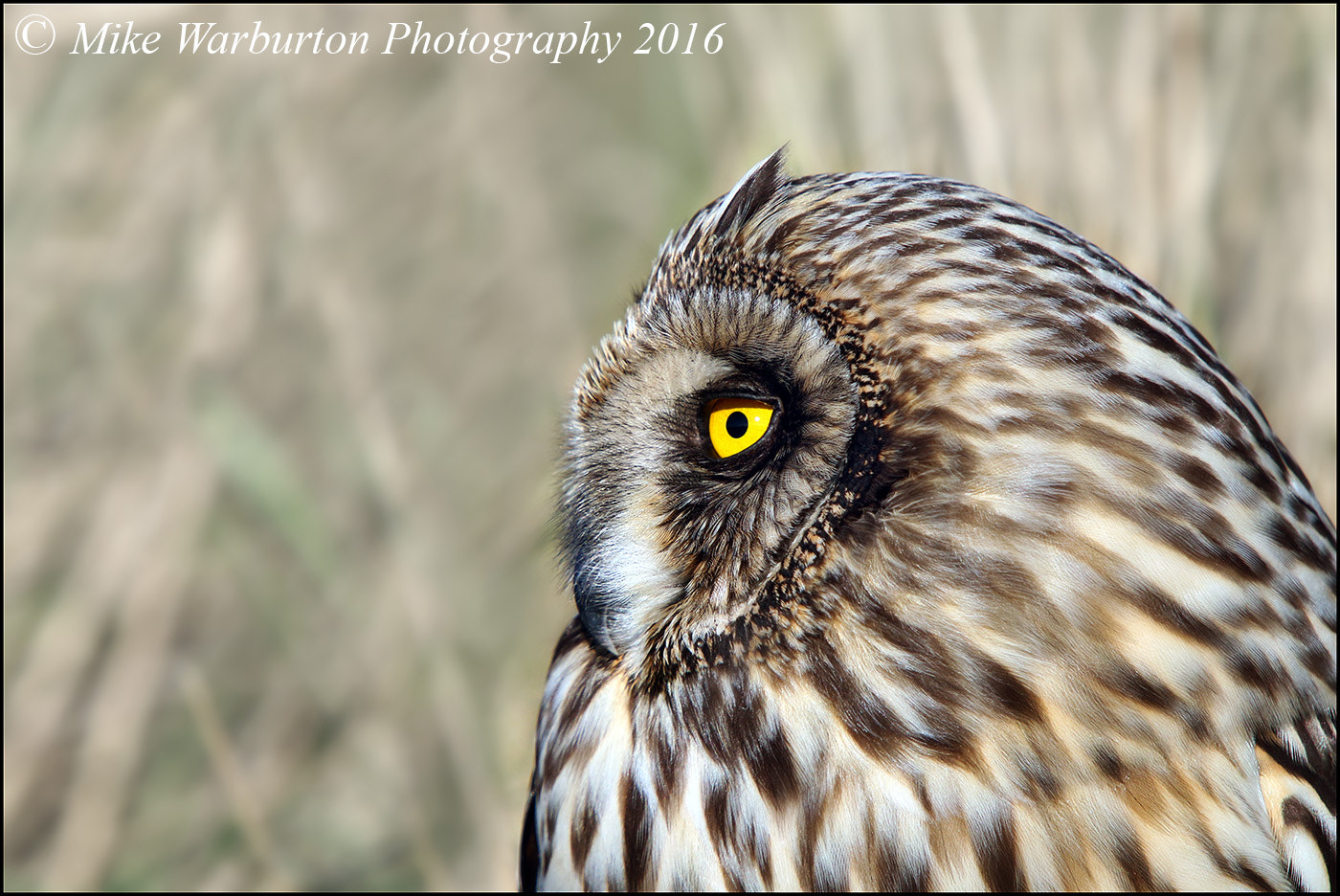 Sigma 50-500mm f/4-6.3 APO HSM EX sample photo. Short eared owl photography