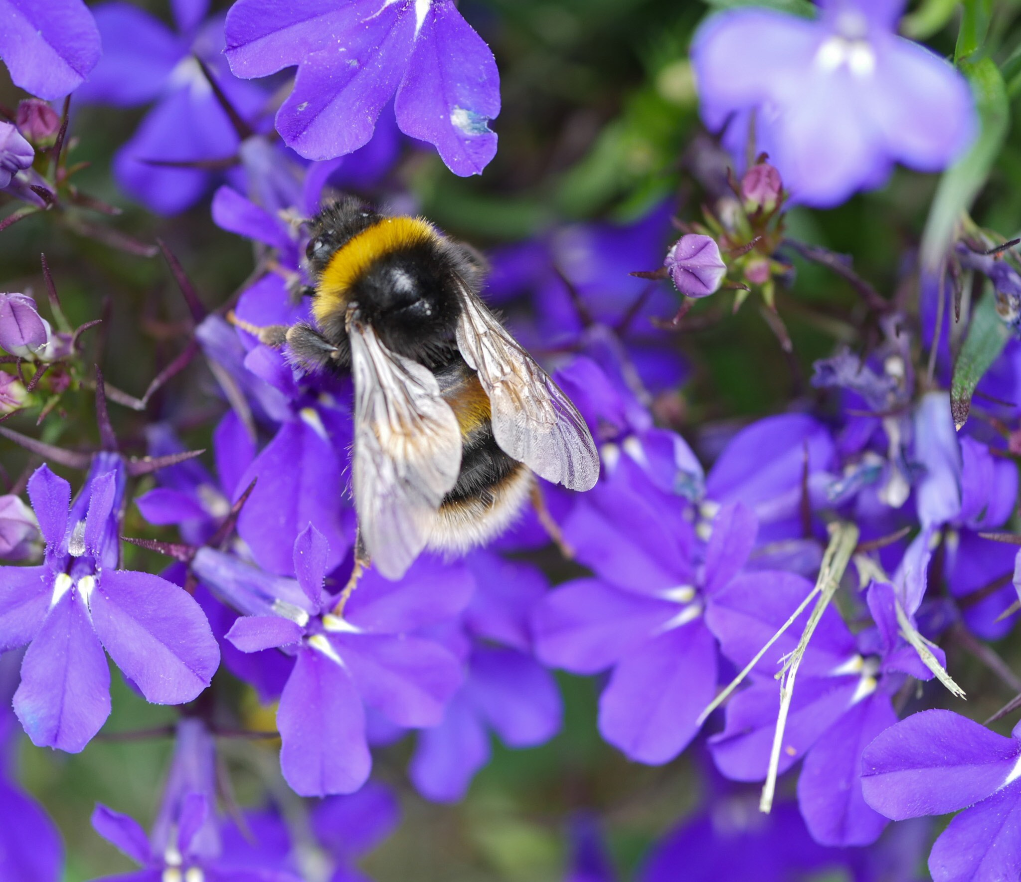 Panasonic Lumix DMC-G7 + Panasonic Lumix G Macro 30mm F2.8 ASPH Mega OIS sample photo. Busy bee photography