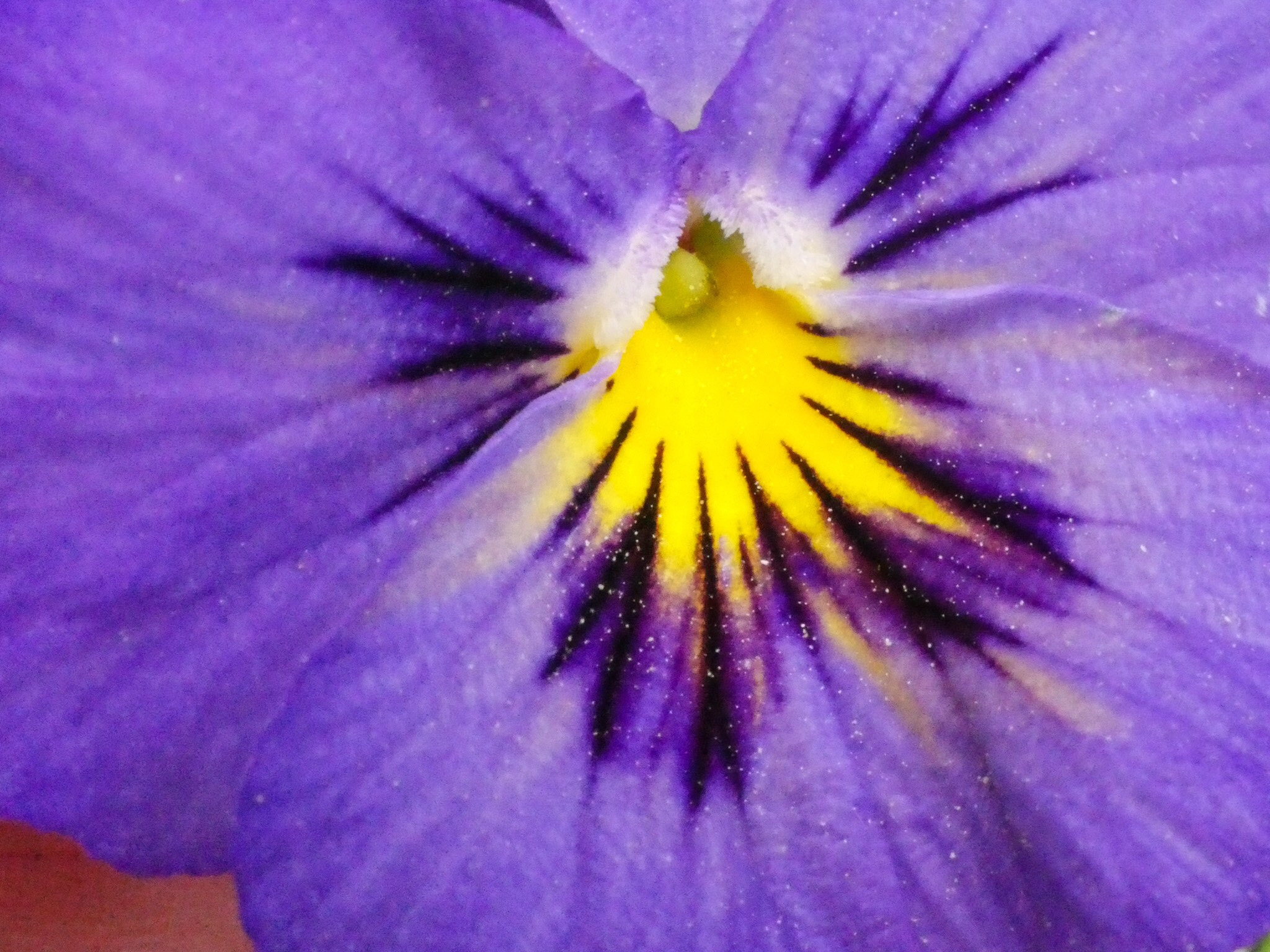 Panasonic Lumix G Macro 30mm F2.8 ASPH Mega OIS sample photo. Purple pansy photography