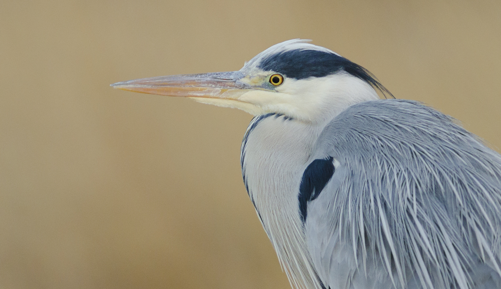 Nikon AF-S Nikkor 300mm F2.8G ED-IF VR sample photo. Grey heron photography