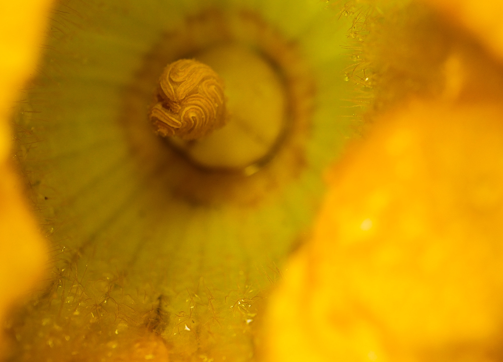 Panasonic Lumix G Macro 30mm F2.8 ASPH Mega OIS sample photo. Courgette photography