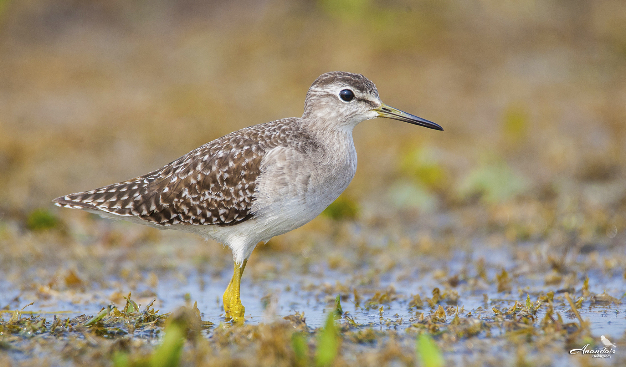 Tamron SP 150-600mm F5-6.3 Di VC USD sample photo. Wood sandpiper photography