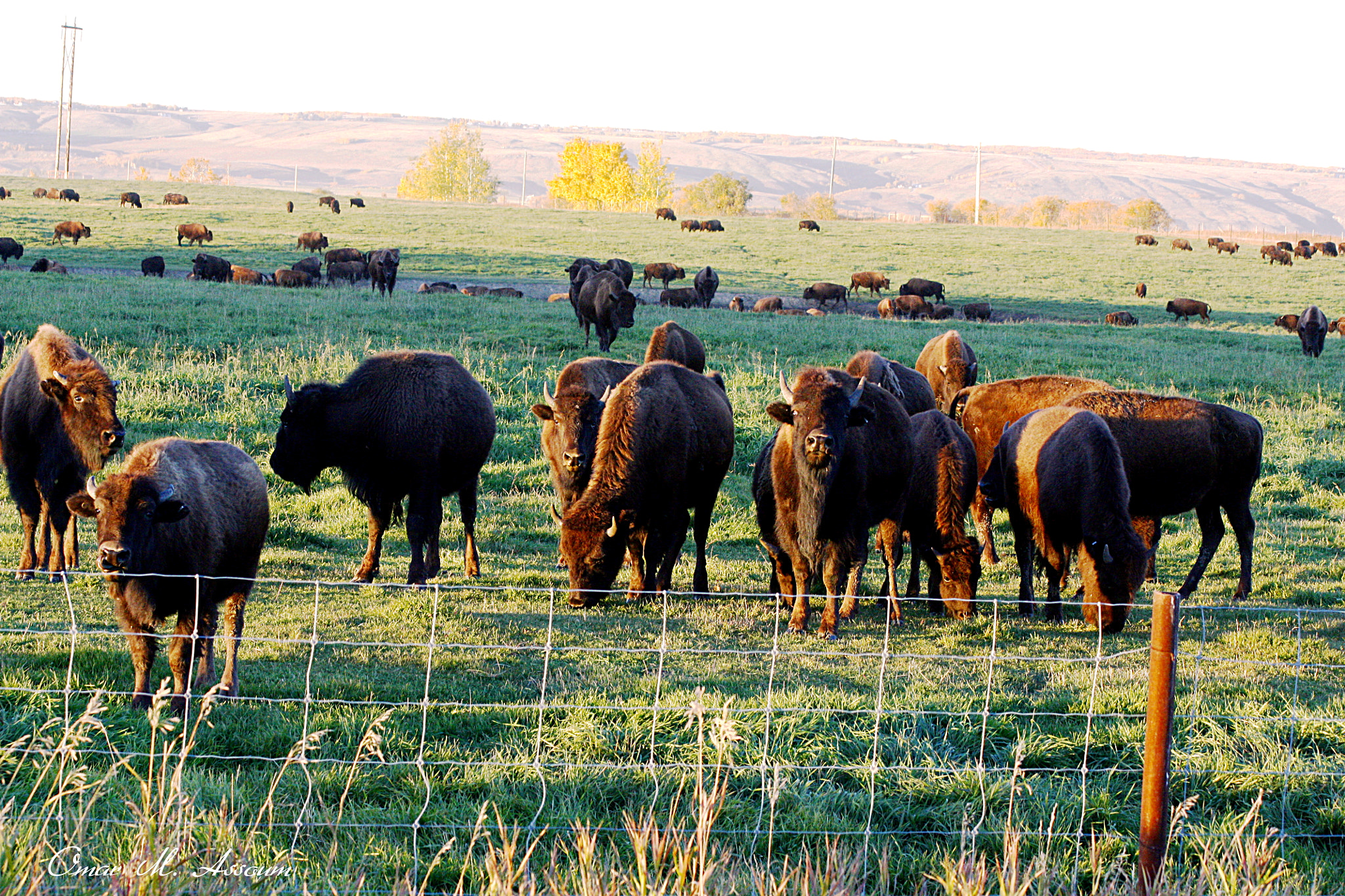 Canon EF 75-300mm F4.0-5.6 IS USM sample photo. Buffalo herd photography