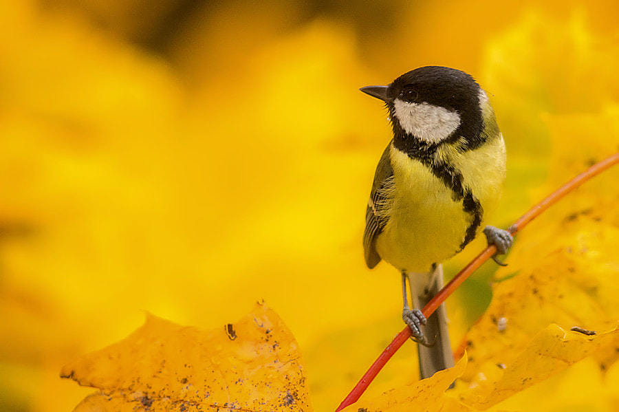 Canon EF 300mm F4L IS USM sample photo. Kohlmeise photography