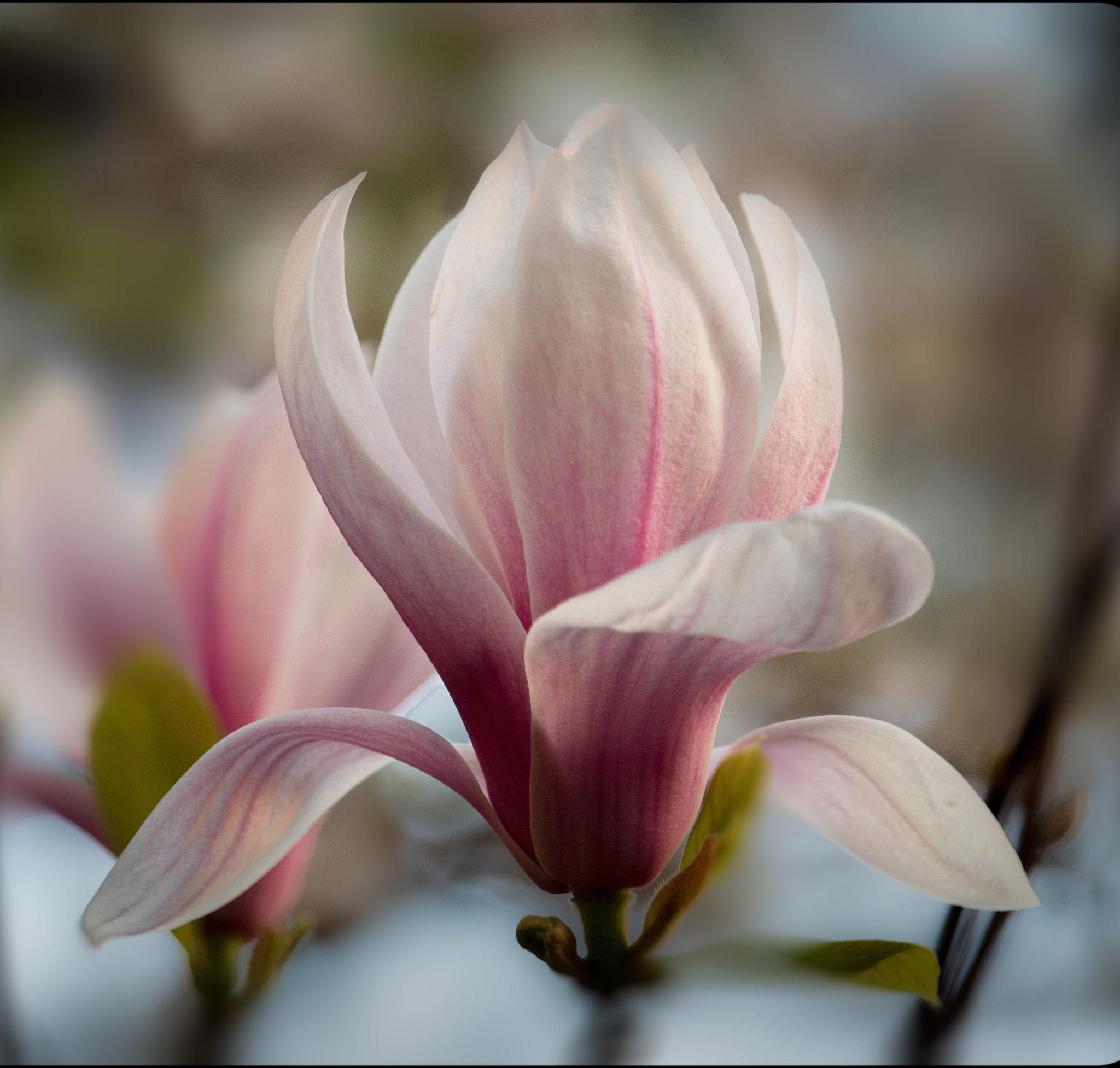 Canon EF-S 55-250mm F4-5.6 IS STM sample photo. Essential photography