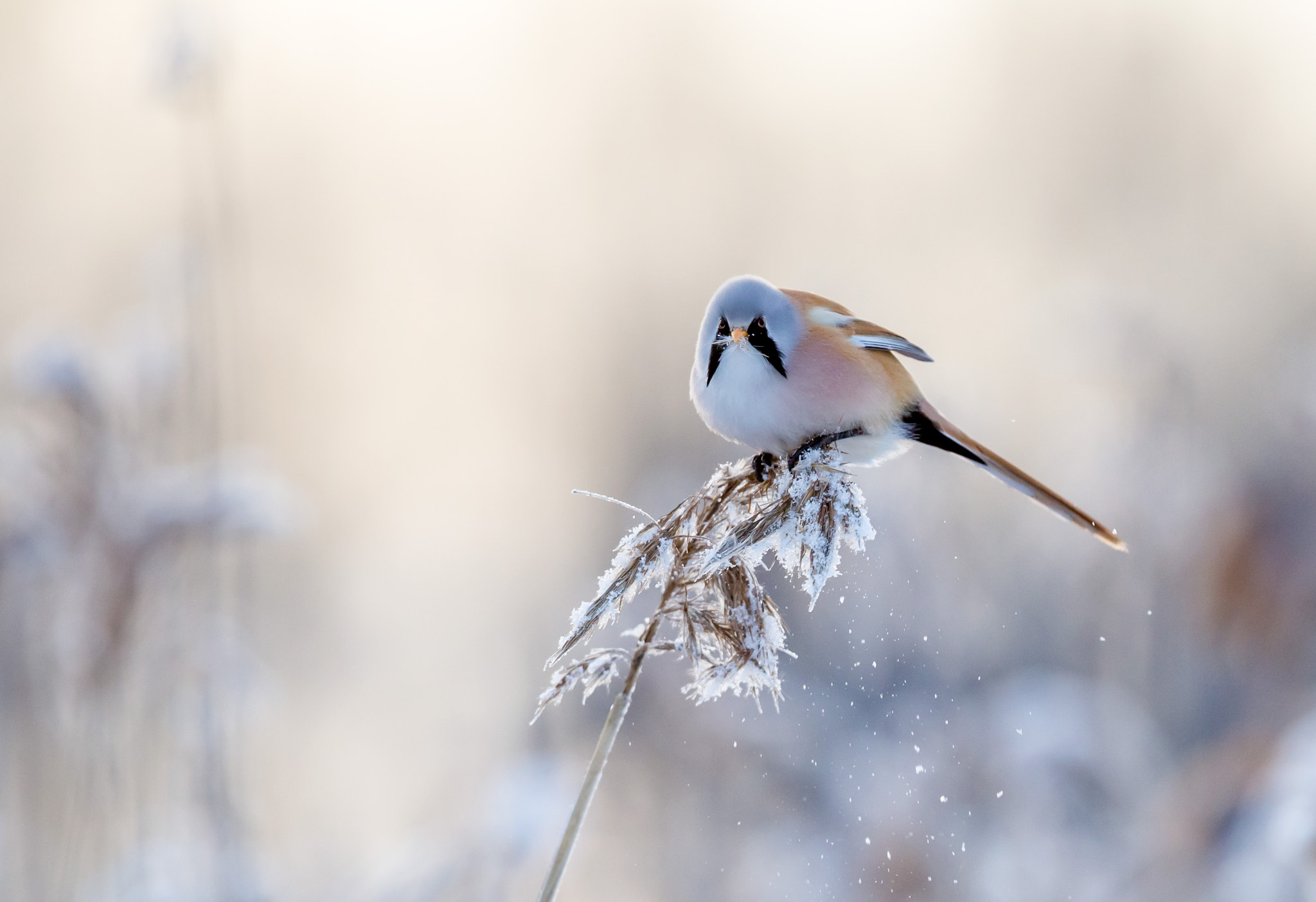 Canon EF 300mm F2.8L IS USM sample photo. Bearded reedling photography