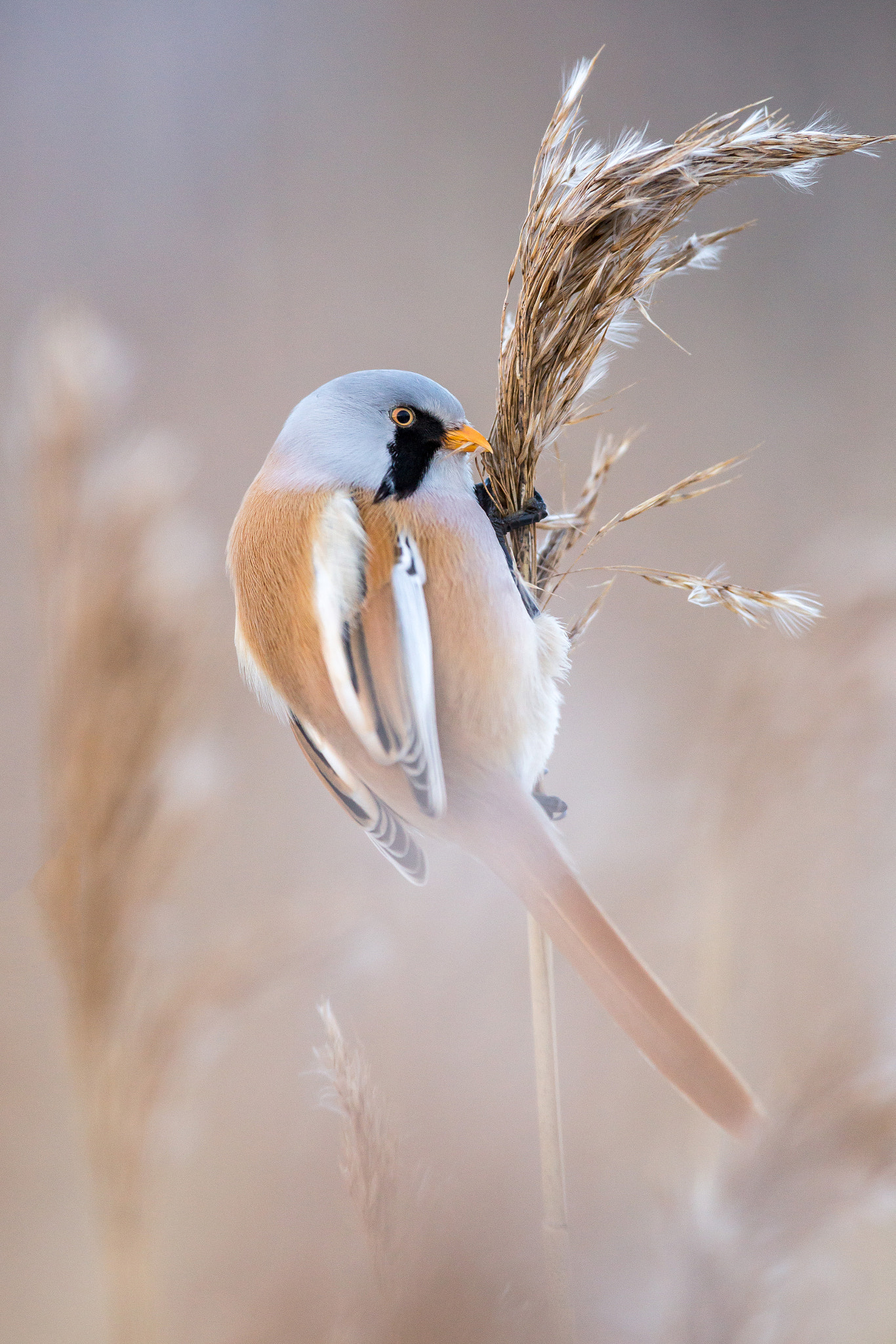 Canon EF 300mm F2.8L IS USM sample photo. Bearded reedling photography