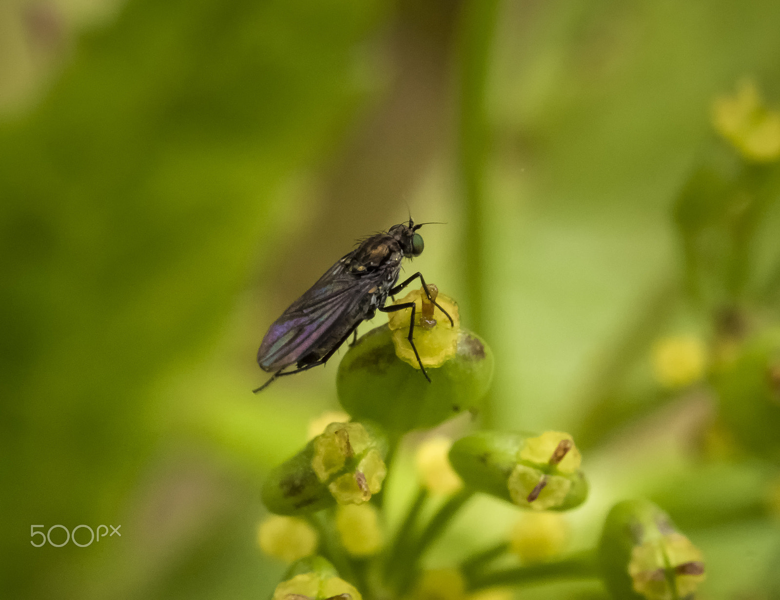 Panasonic Leica DG Macro-Elmarit 45mm F2.8 ASPH OIS sample photo. Relaxing photography