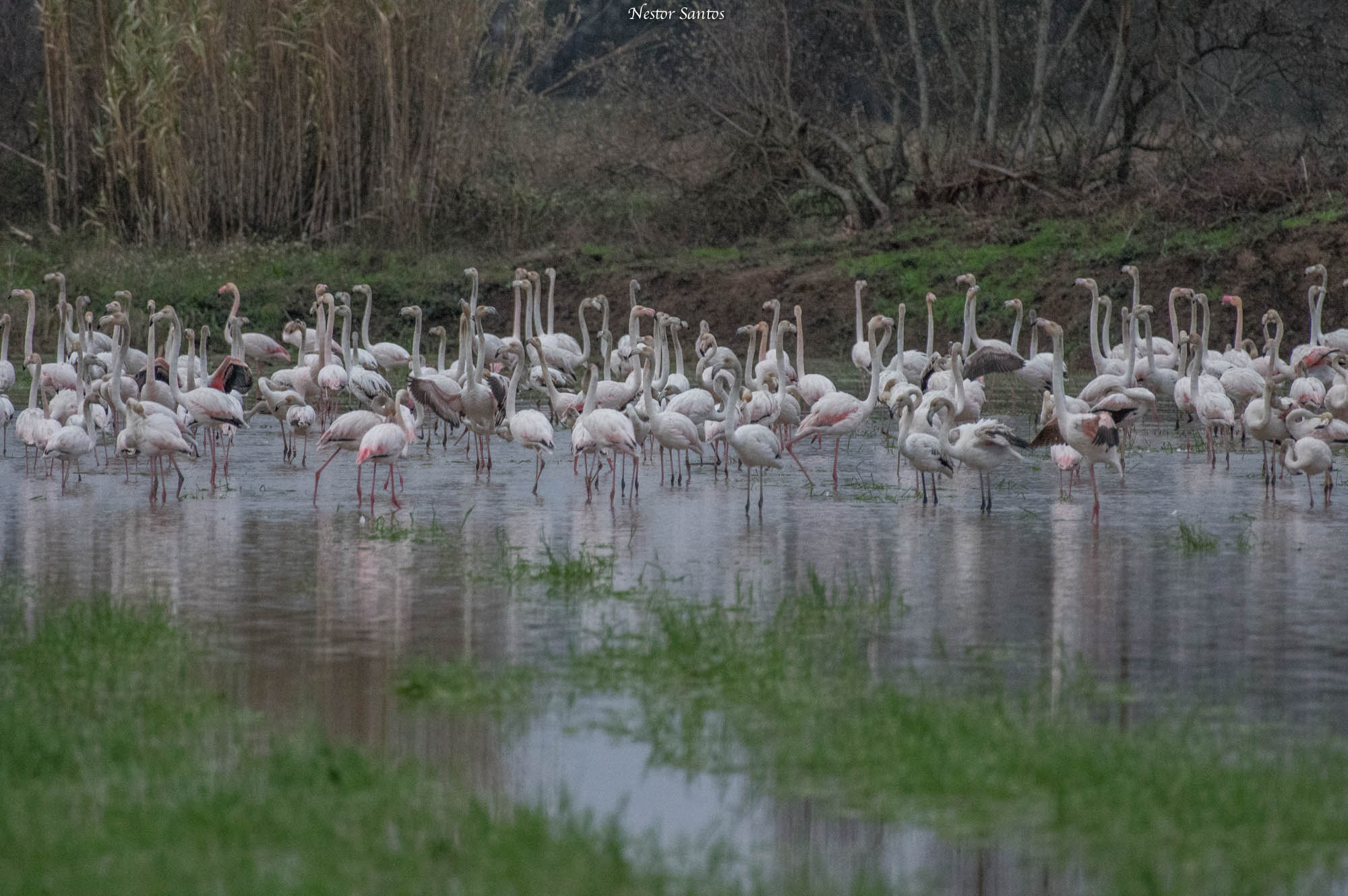 Pentax K-3 sample photo. Flamingos photography