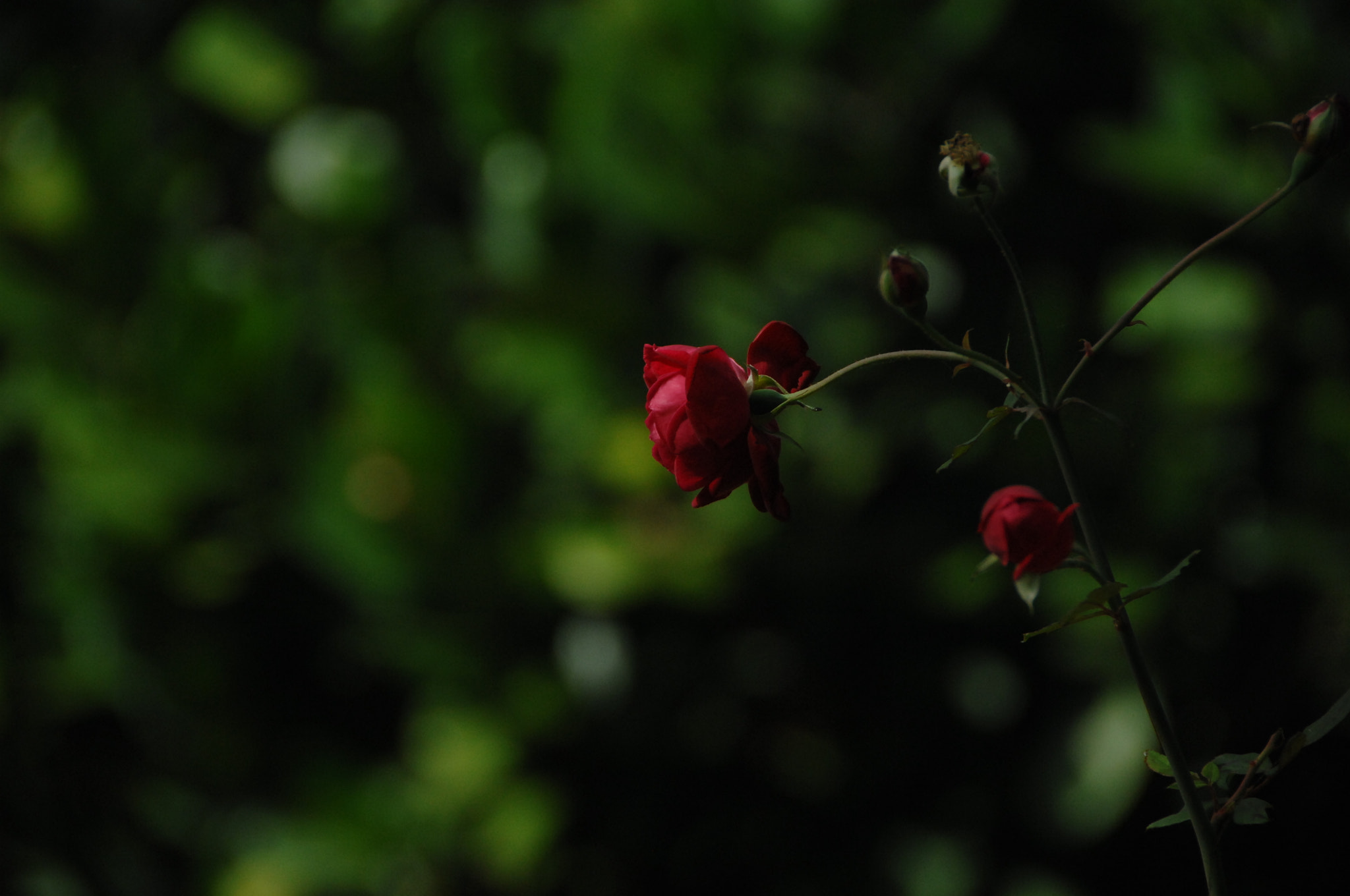 Nikon D2X sample photo. .. photography