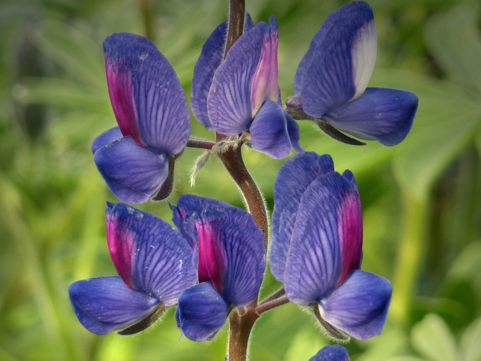Panasonic DMC-ZS3 sample photo. Lupine photography