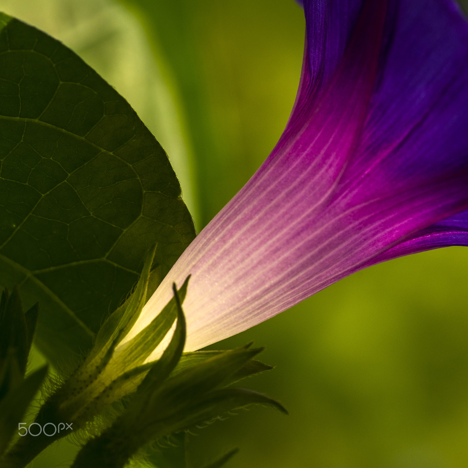 Nikon D800E + ZEISS Makro-Planar T* 100mm F2 sample photo. Morning glory photography