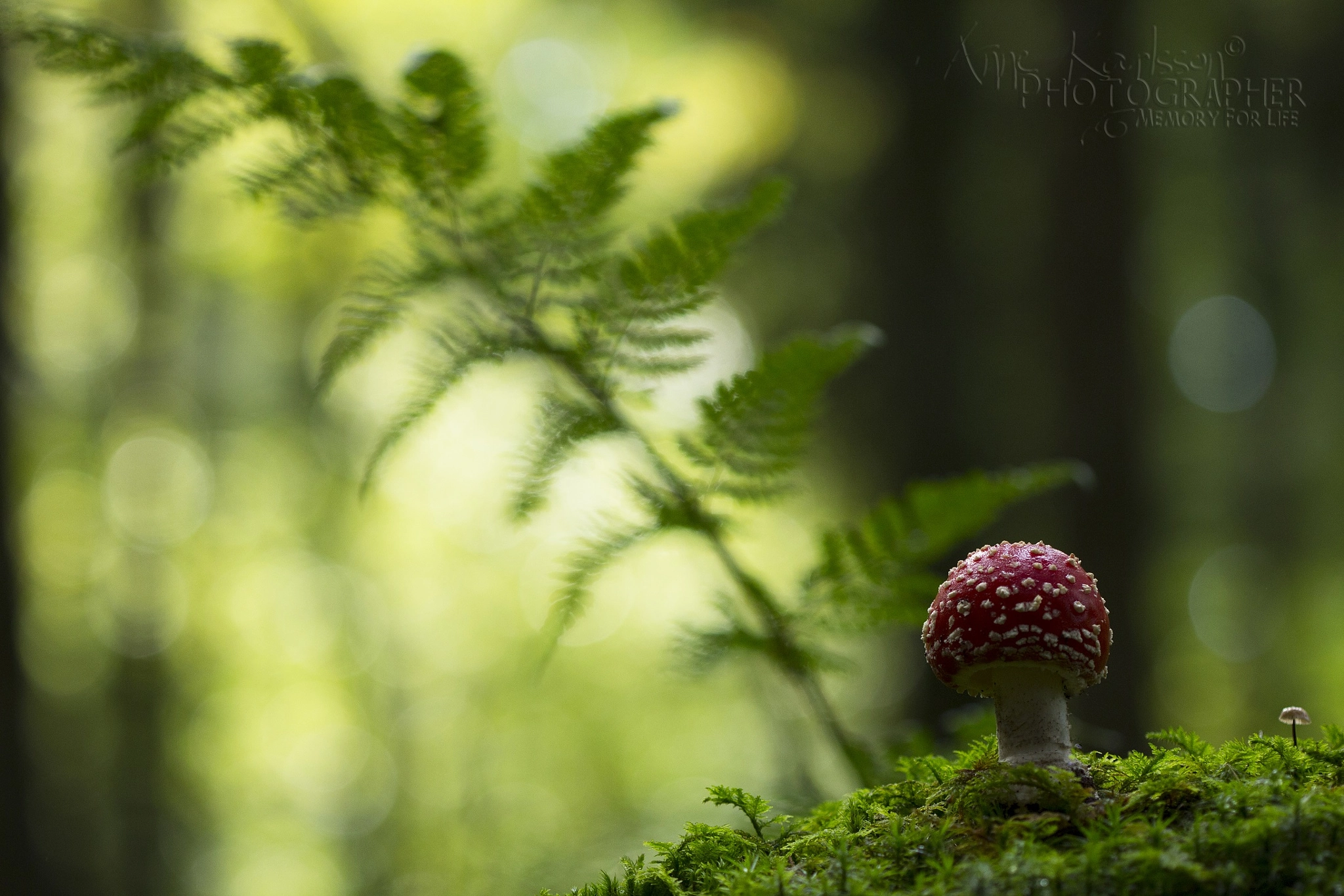 Canon EOS 60D + Canon EF 100mm F2.8 Macro USM sample photo. Death cap in the deep forest photography