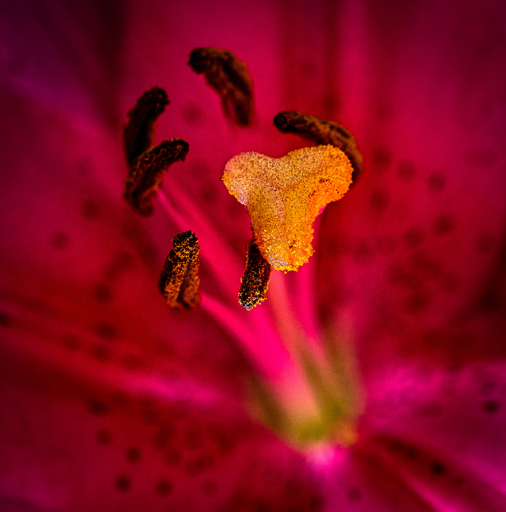 Sony Alpha NEX-6 + Sony E 30mm F3.5 Macro sample photo. Stamens photography