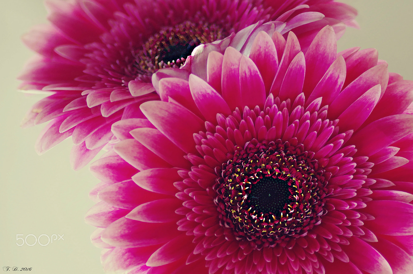 Pentax smc D-FA 100mm F2.8 macro sample photo. Soulmate photography