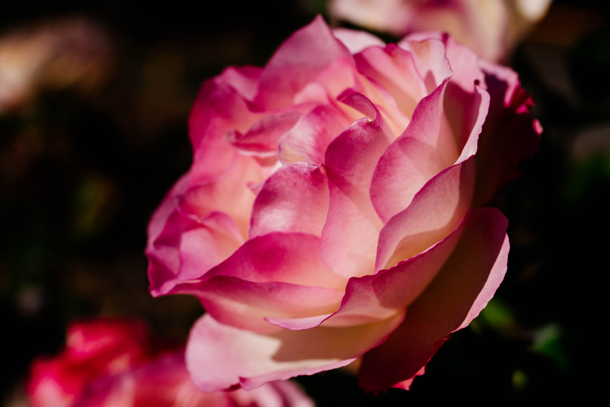 Panasonic Lumix G Macro 30mm F2.8 ASPH Mega OIS sample photo. Rose photography