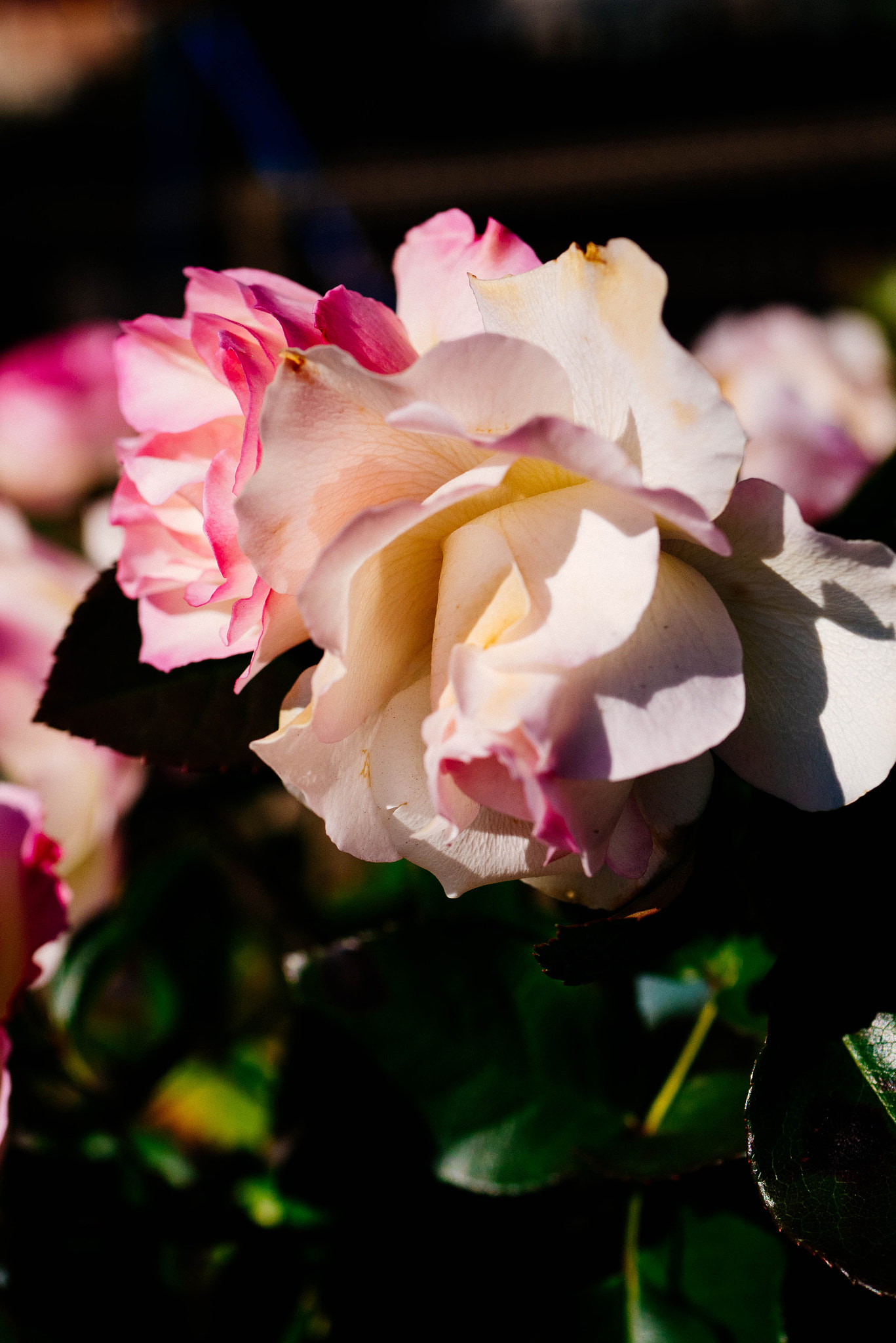 Panasonic Lumix G Macro 30mm F2.8 ASPH Mega OIS sample photo. Rose photography