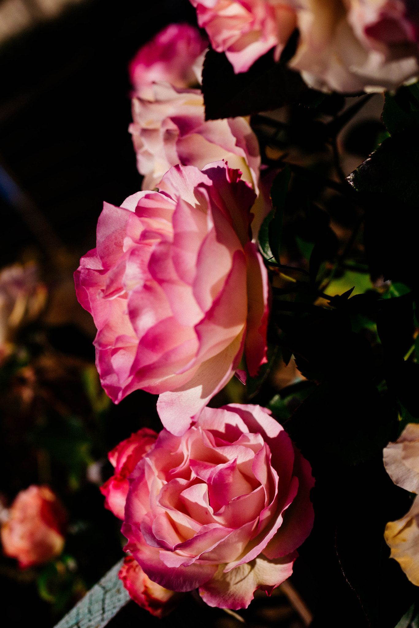 Panasonic Lumix G Macro 30mm F2.8 ASPH Mega OIS sample photo. Rose photography