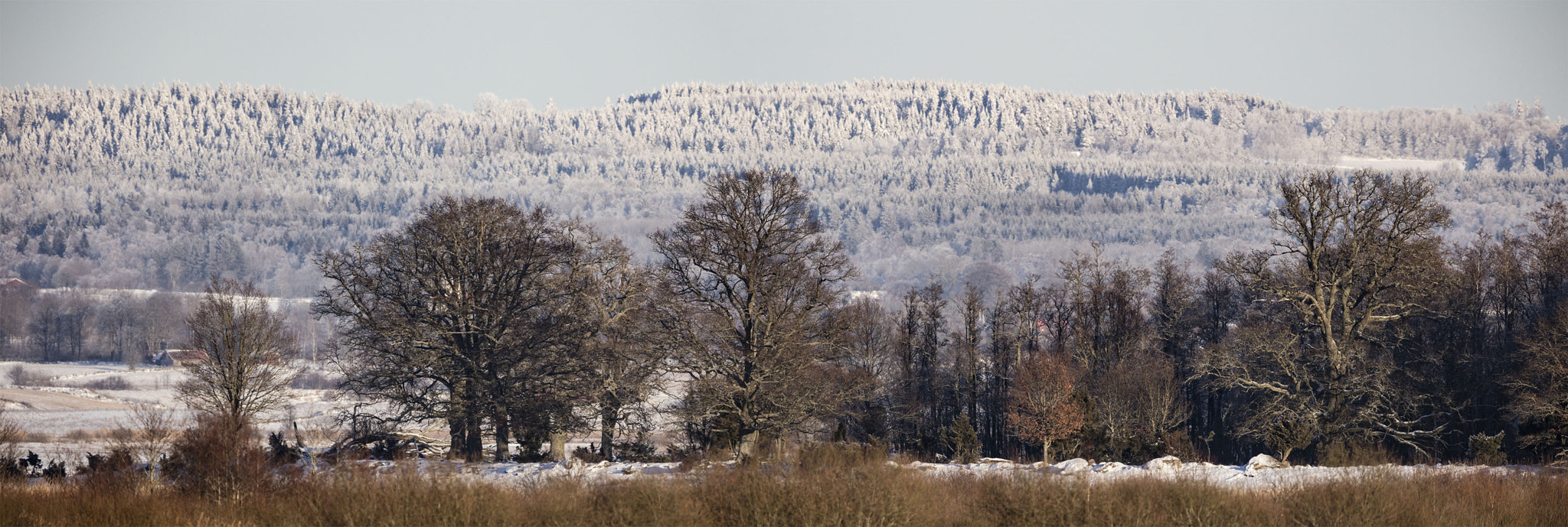 Canon EF 400mm F2.8L IS II USM sample photo. Lake hornborga in winter photography