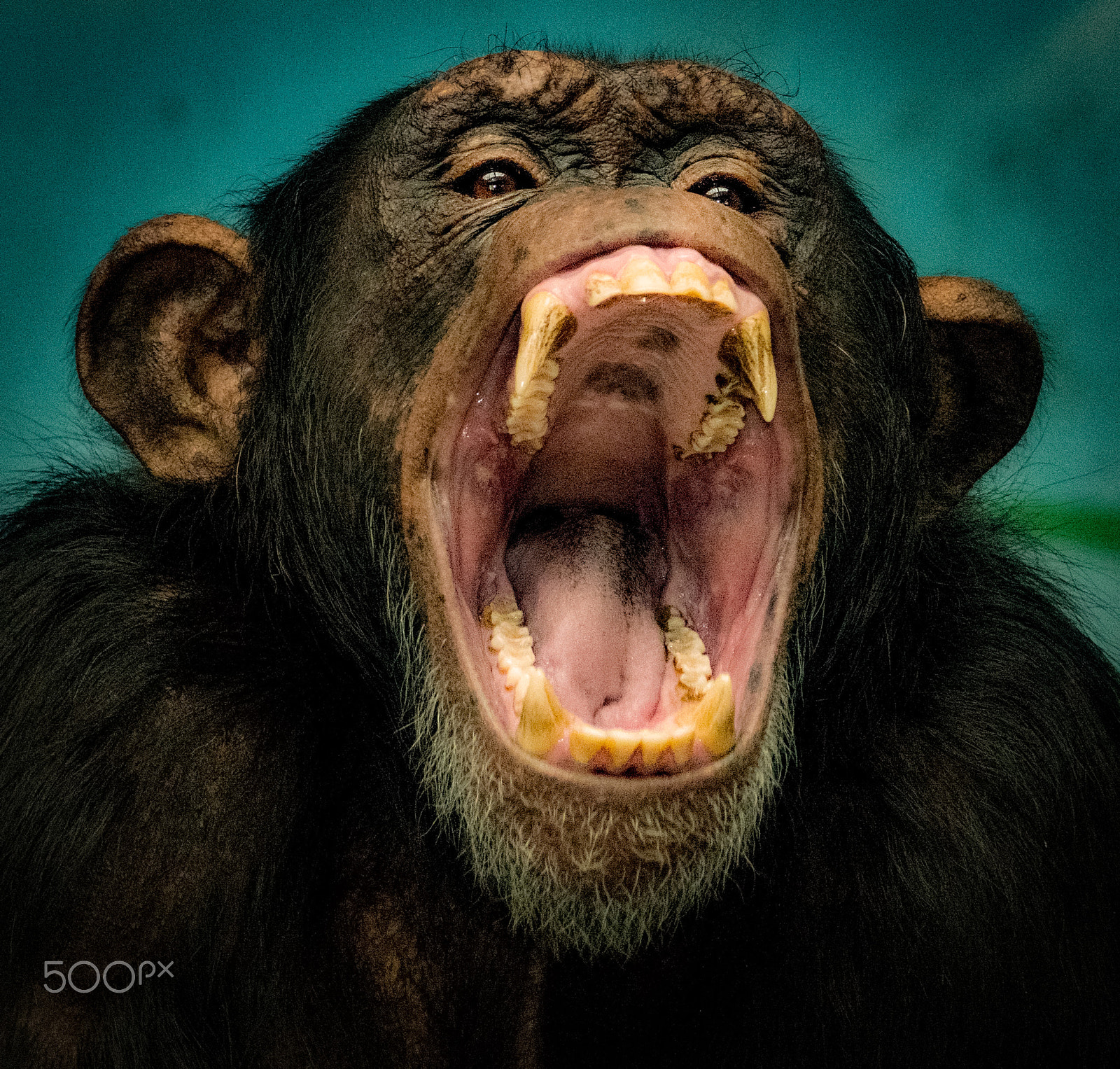 Nikon D800 + AF Nikkor 180mm f/2.8 IF-ED sample photo. Angry chimp photography