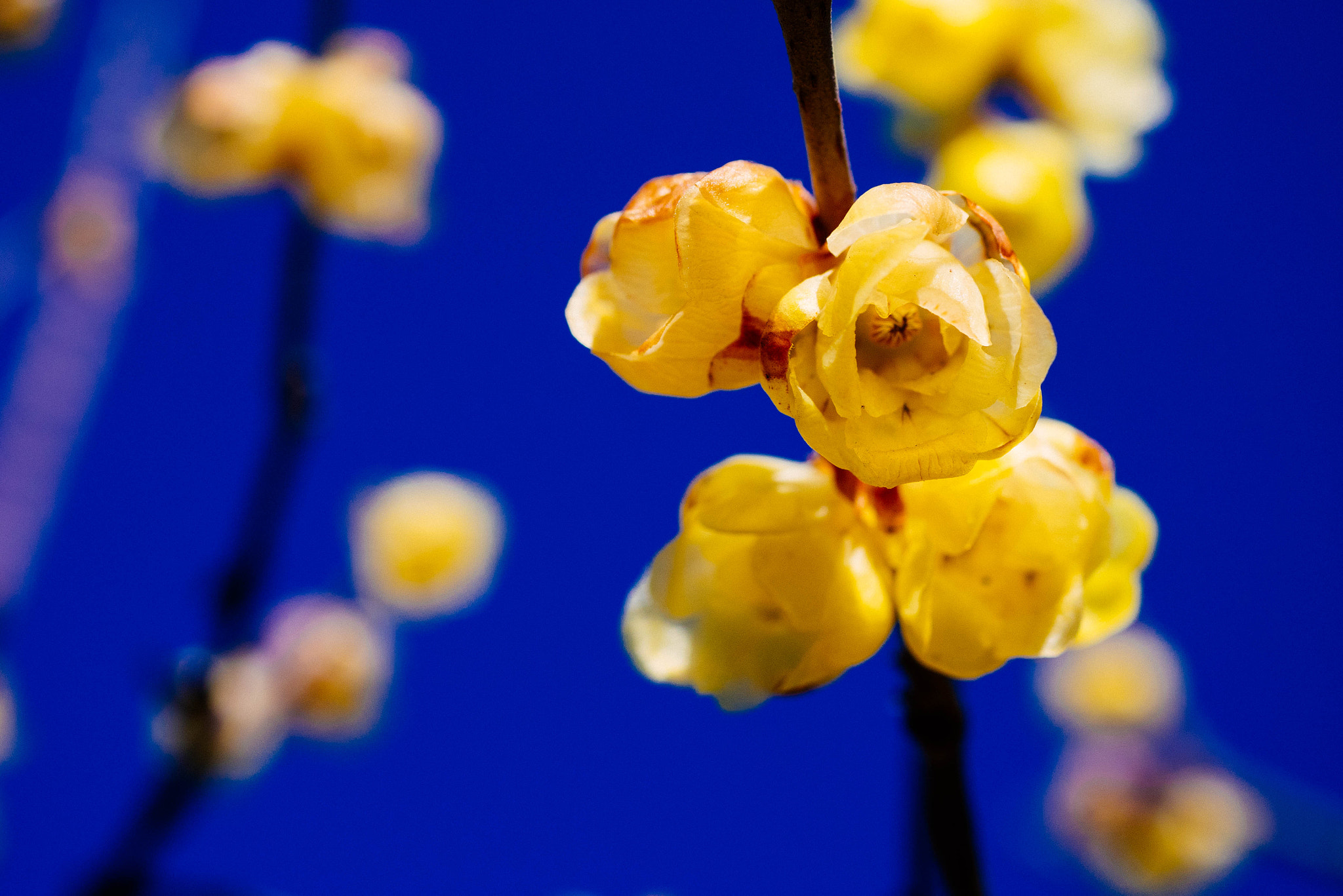 Panasonic Lumix DMC-GM1 + Panasonic Lumix G Macro 30mm F2.8 ASPH Mega OIS sample photo. Wintersweet photography