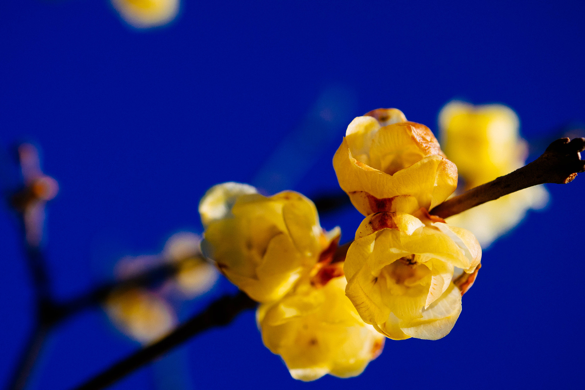 Panasonic Lumix DMC-GM1 + Panasonic Lumix G Macro 30mm F2.8 ASPH Mega OIS sample photo. Wintersweet photography