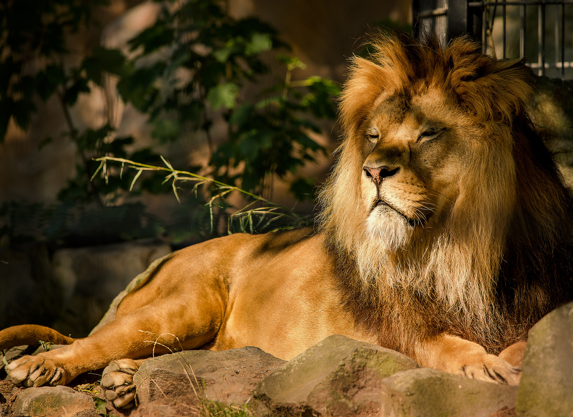 Sigma 50-150mm F2.8 EX APO DC OS HSM sample photo. King lion photography