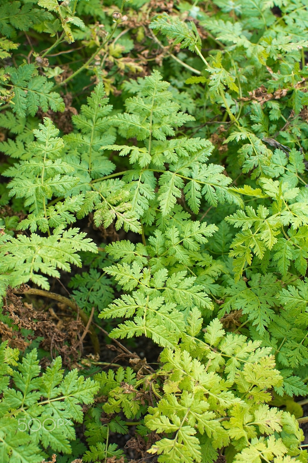 Nikon D7100 + AF Nikkor 28mm f/2.8 sample photo. Sweet cicely myrrhis odorata photography