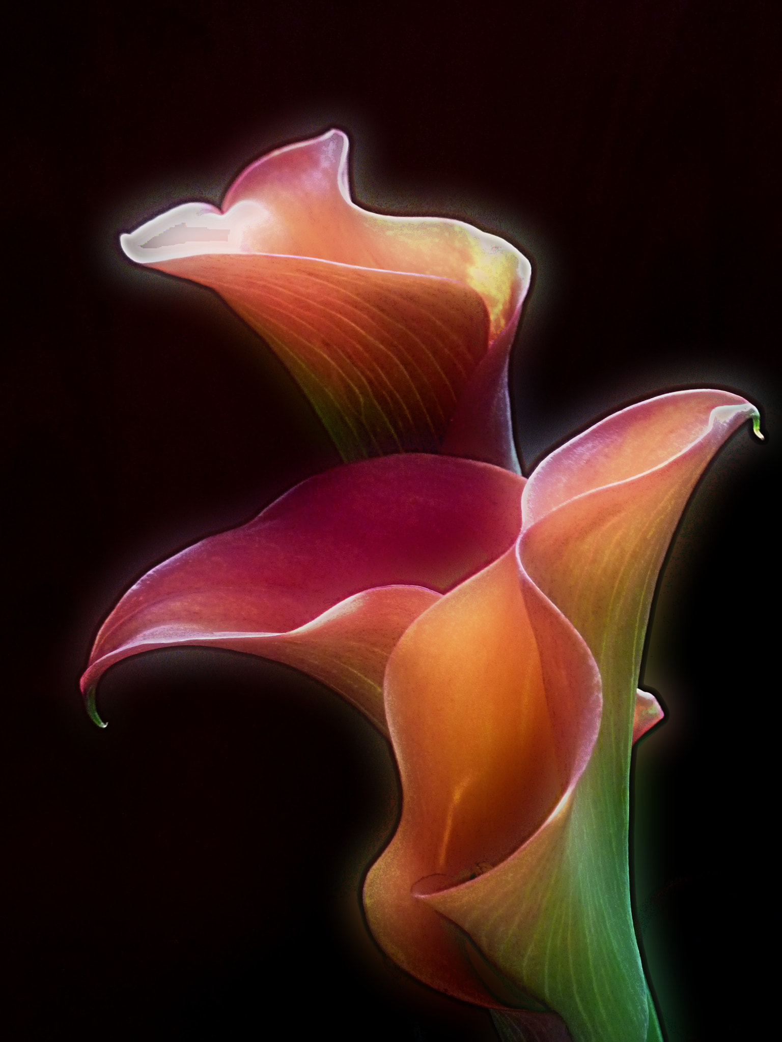 Panasonic DMC-ZS3 sample photo. Calla photography