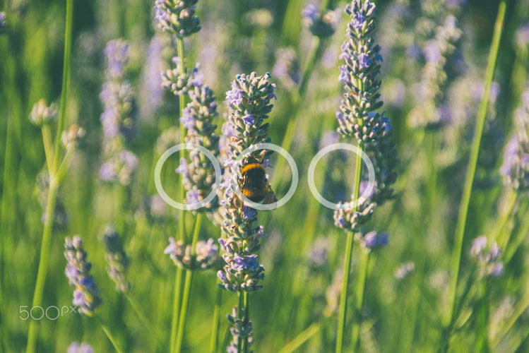 Sony a7S sample photo. Lavender and bee photography