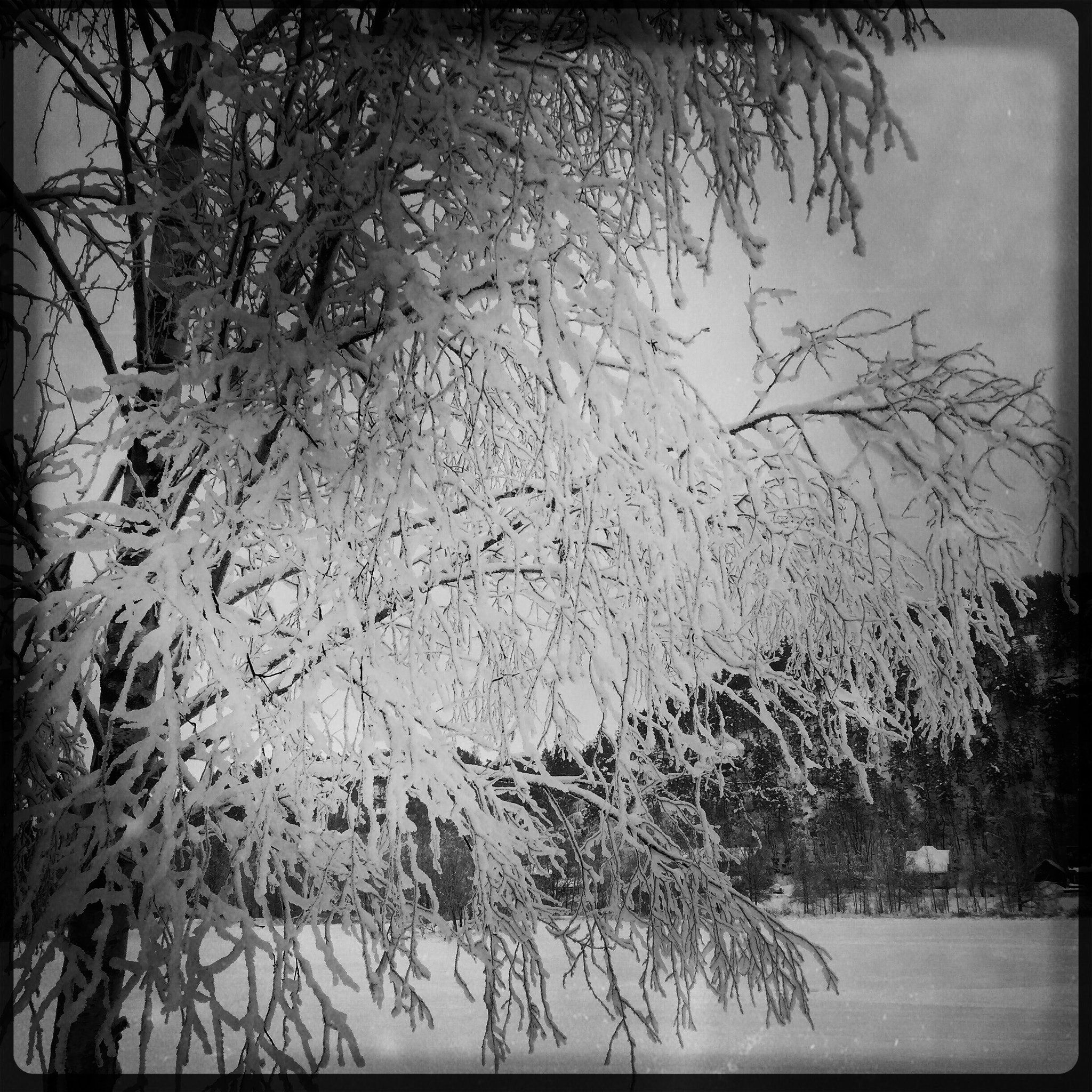 Hipstamatic 310 sample photo. Wintertime photography