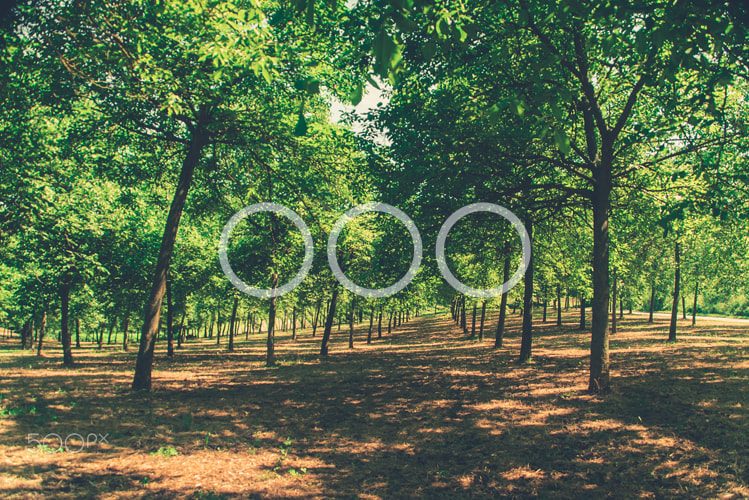 Sony a7S sample photo. Under the trees photography
