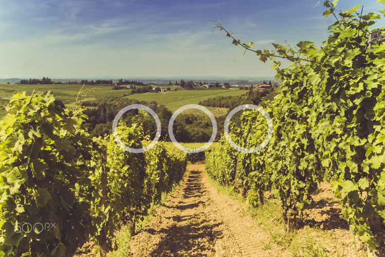 Sony a7S sample photo. Vineyard and hills photography
