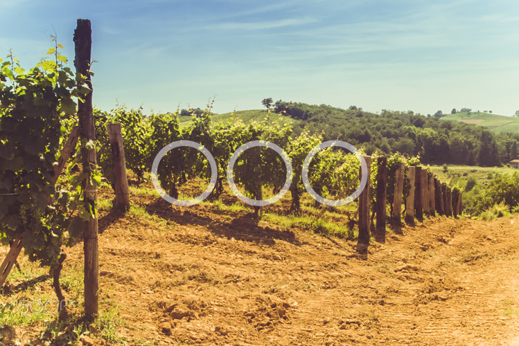 Sony a7S sample photo. Vineyard and hills photography