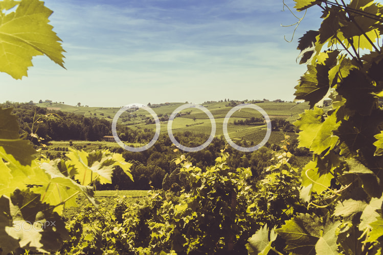 Sony a7S sample photo. Vineyard and hills photography