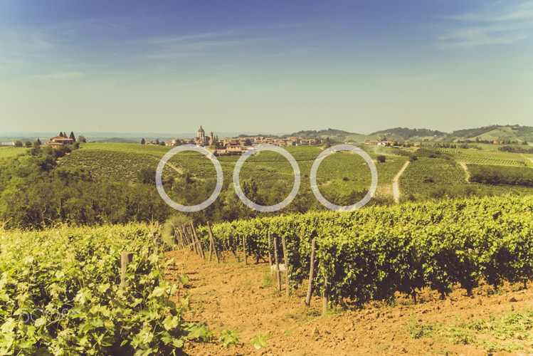 Sony a7S sample photo. Vineyard and hills photography