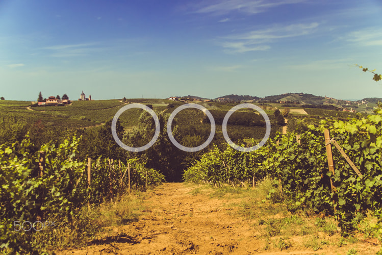 Sony a7S sample photo. Vineyard and hills photography