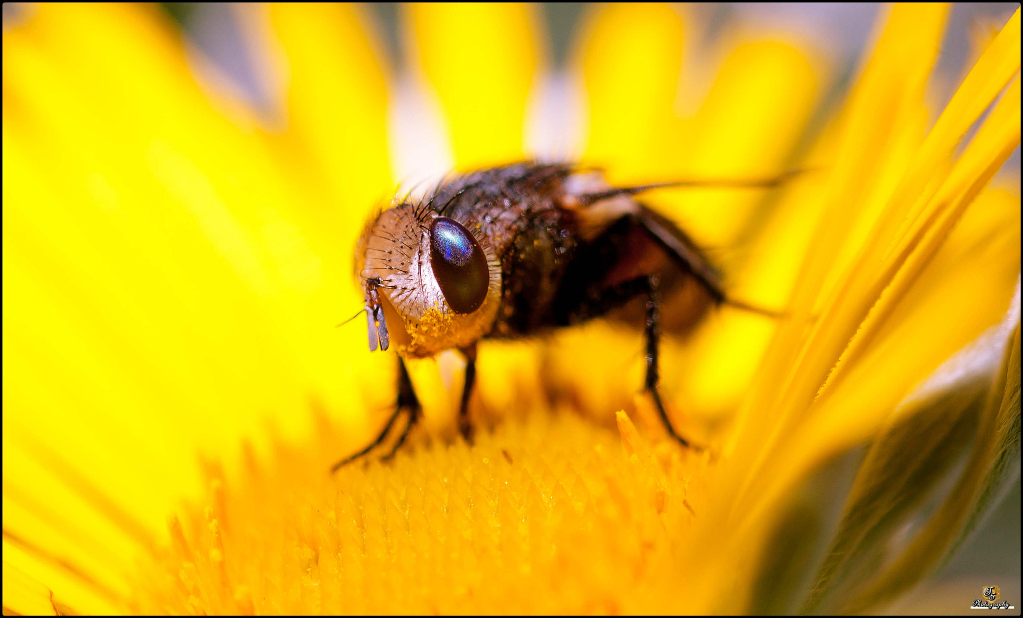 Sigma 105mm F2.8 EX DG OS HSM sample photo. Fly portrait photography