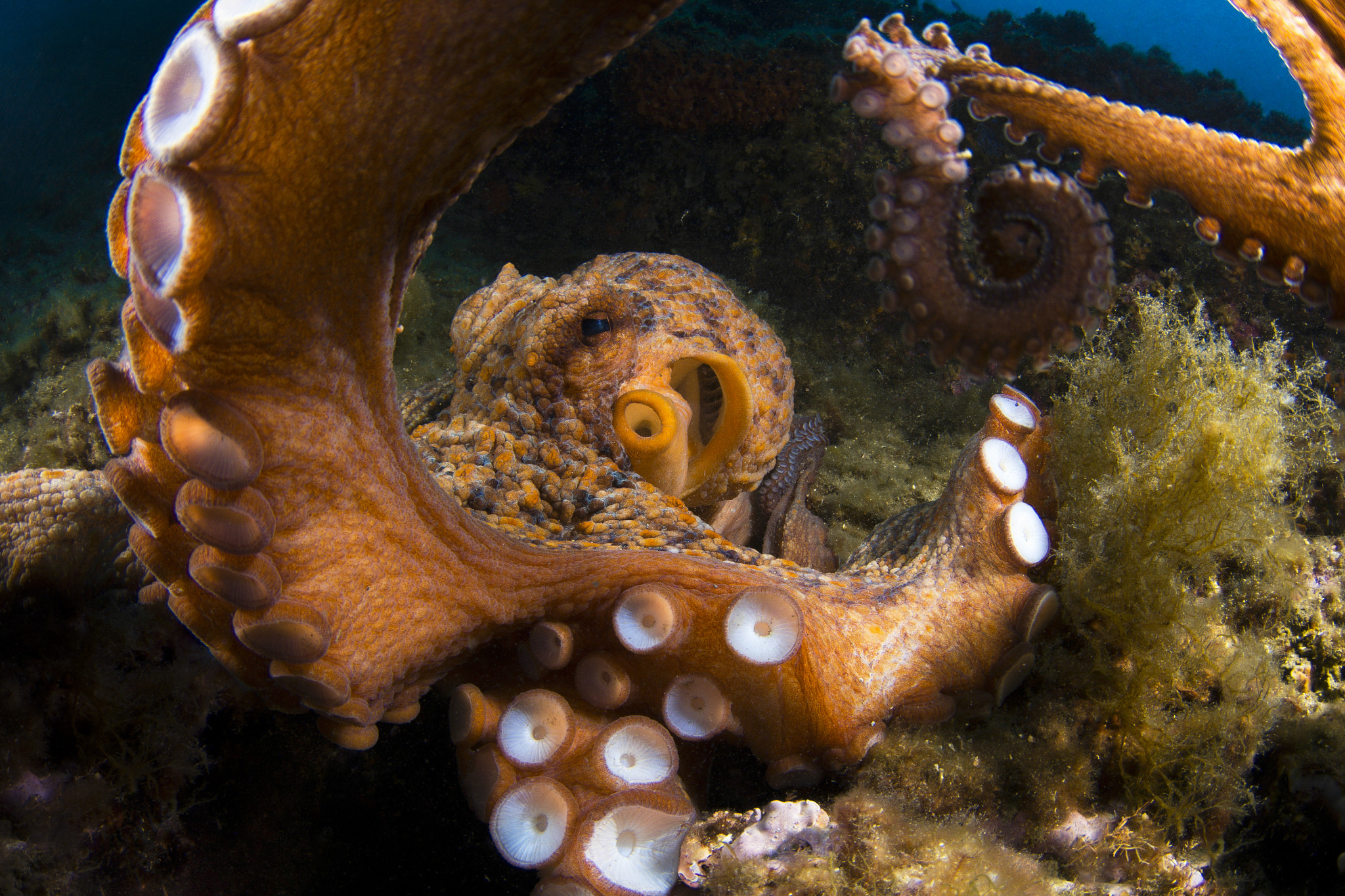 Olympus OM-D E-M5 + LUMIX G FISHEYE 8/F3.5 sample photo. The kraken ! photography