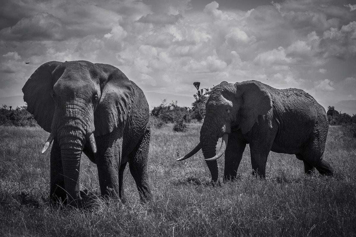 Canon EF 70-200mm F4L USM sample photo. Elefante africano (loxodonta africana) photography
