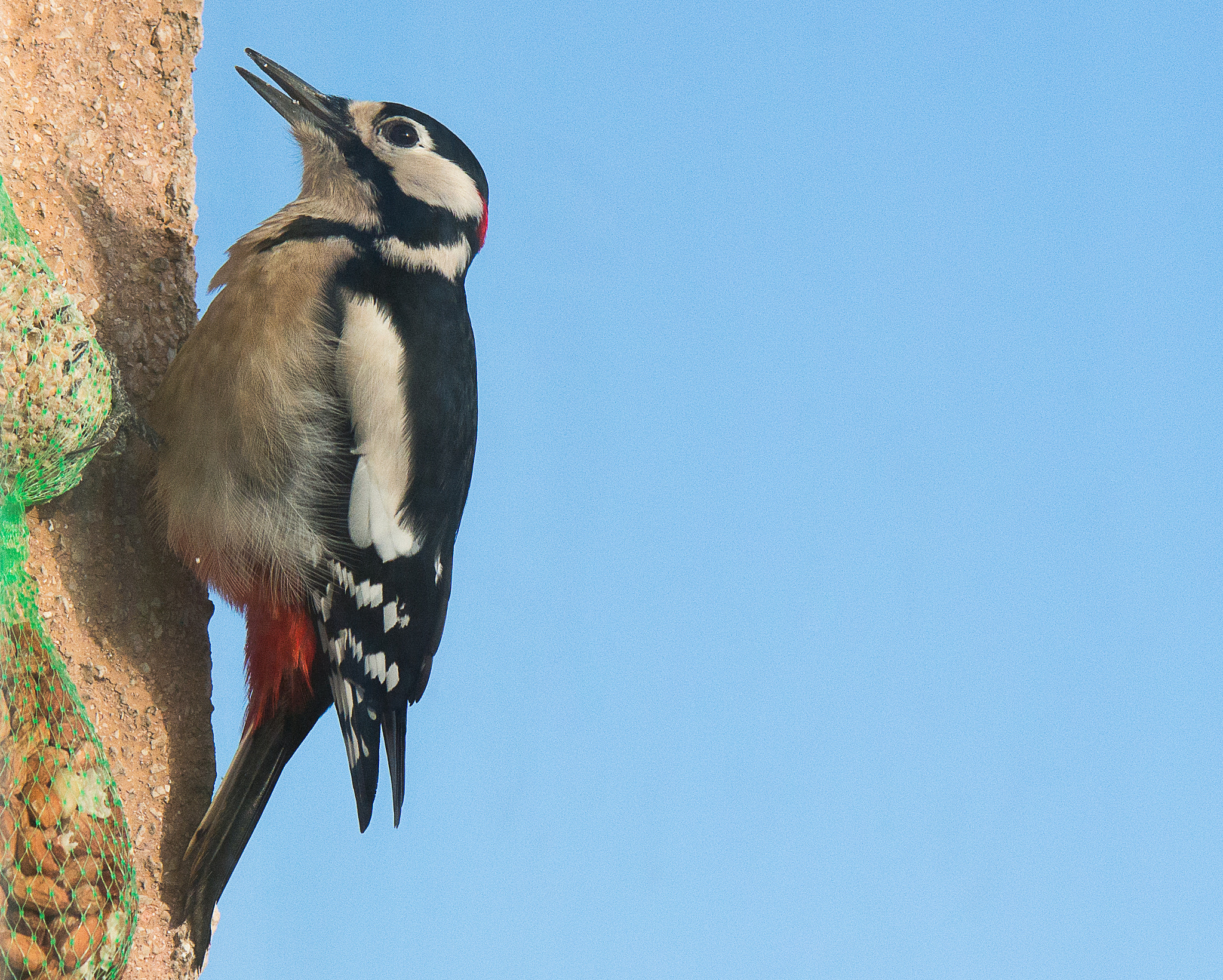 Samsung NX30 + Samsung NX 50-200mm F4-5.6 ED OIS sample photo. Great spotted woodpecker photography