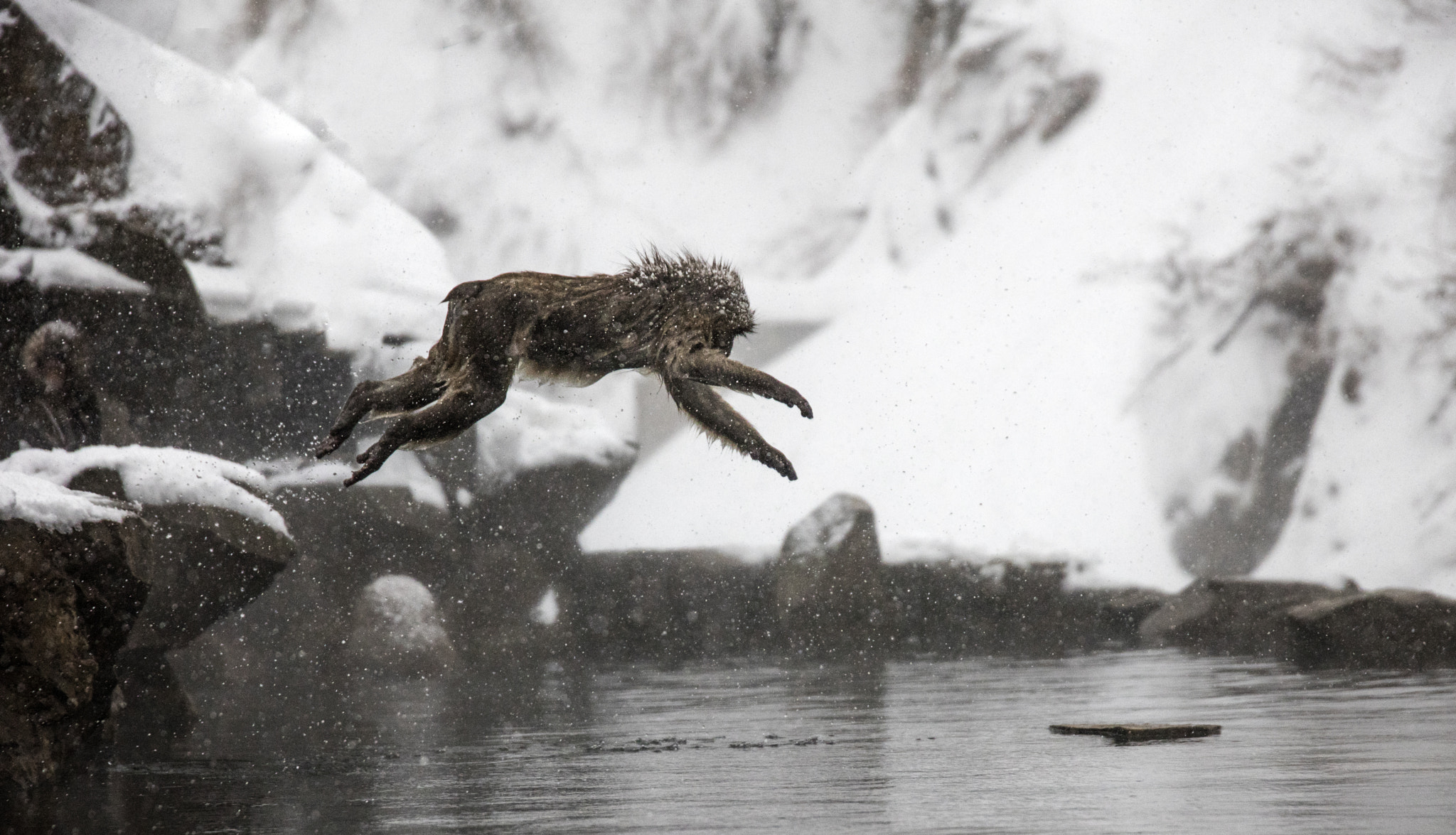 Canon EOS 5DS R + Canon EF 500mm F4L IS USM sample photo. Jump!! photography