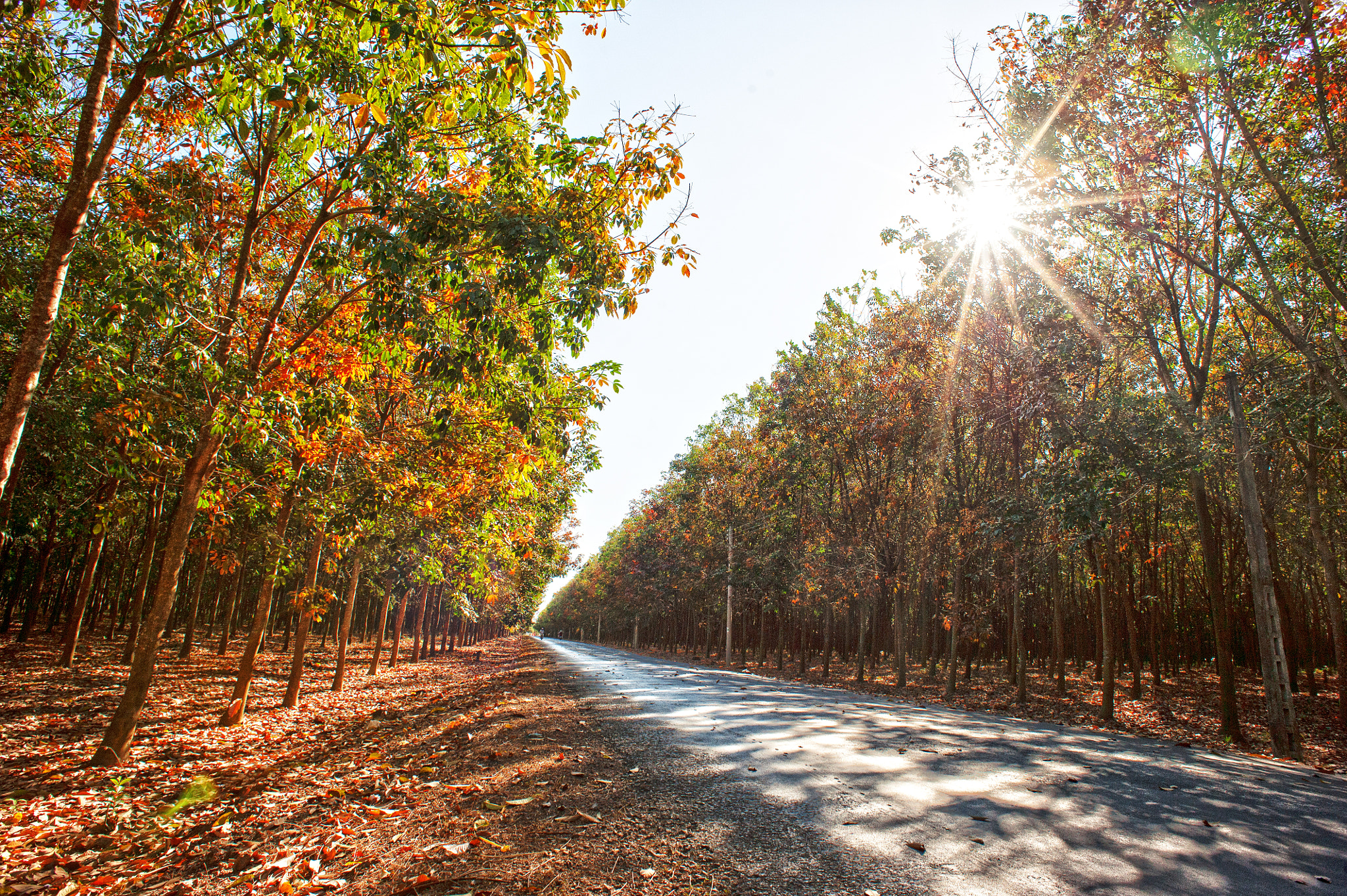 Nikon AF Nikkor 20mm F2.8D sample photo. Change leaves (binh phuoc rubber farm - vietnam) photography